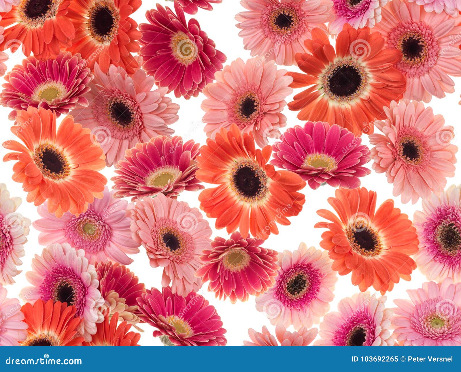 photographed pink/purple/orange gerber daisies on a white background. seamless image to be repeated endlessly.