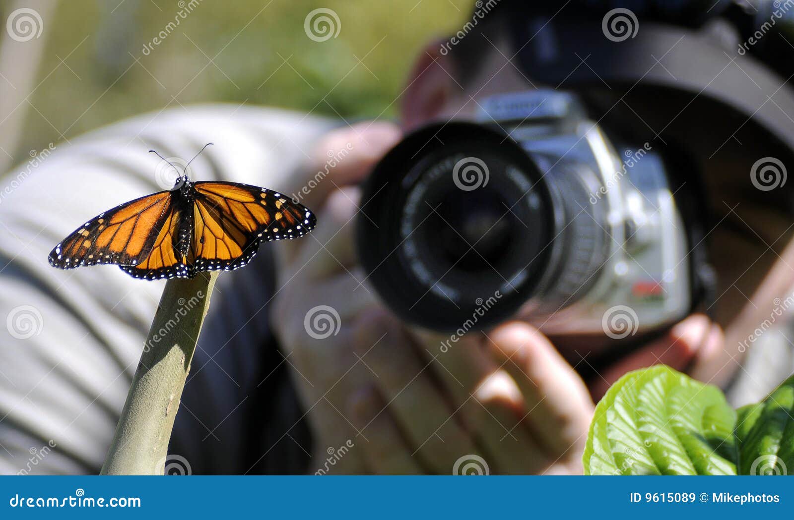 photographer and butterfly