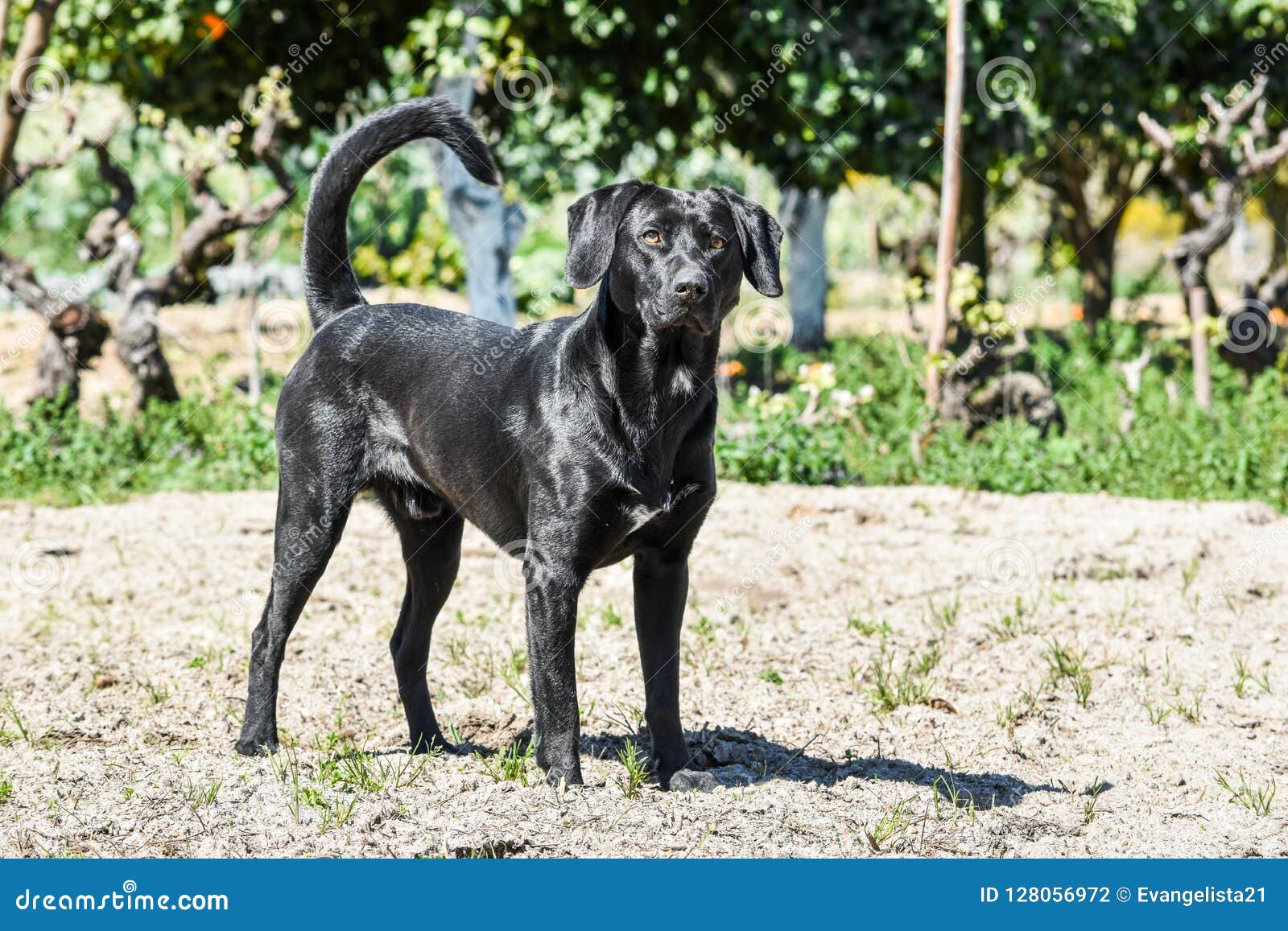 are labradors athletic