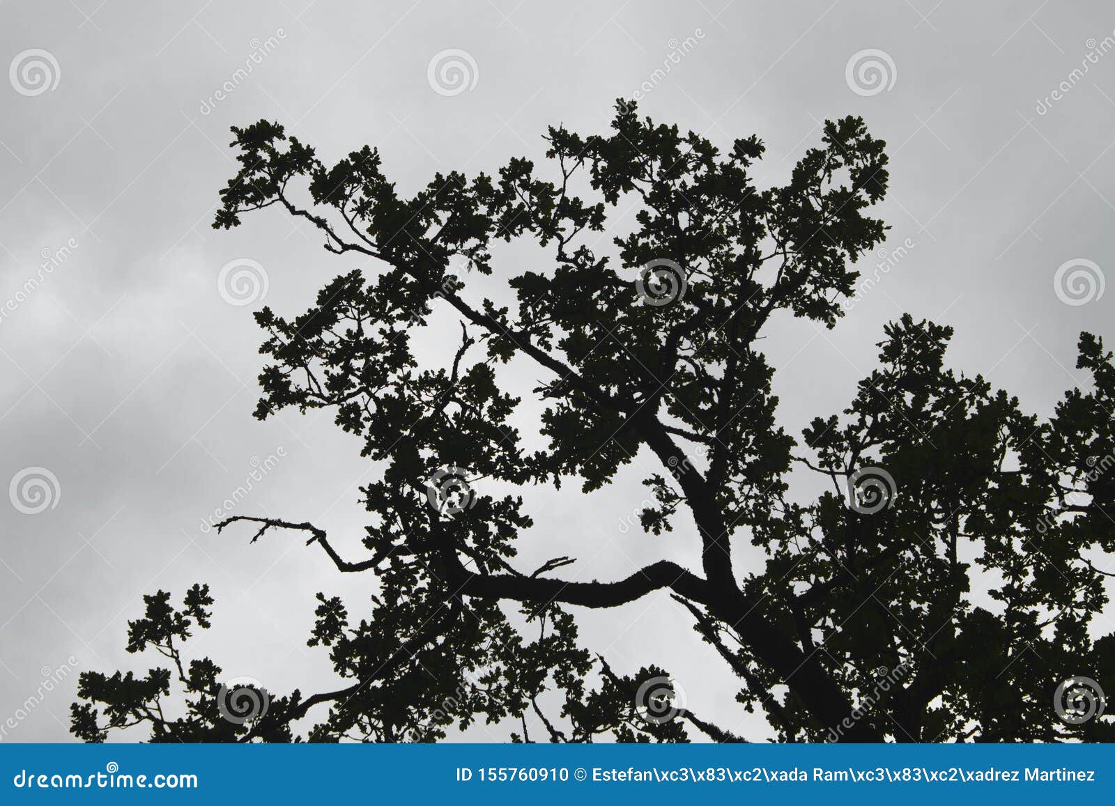 photography of branches and leaves of a tree in a forest