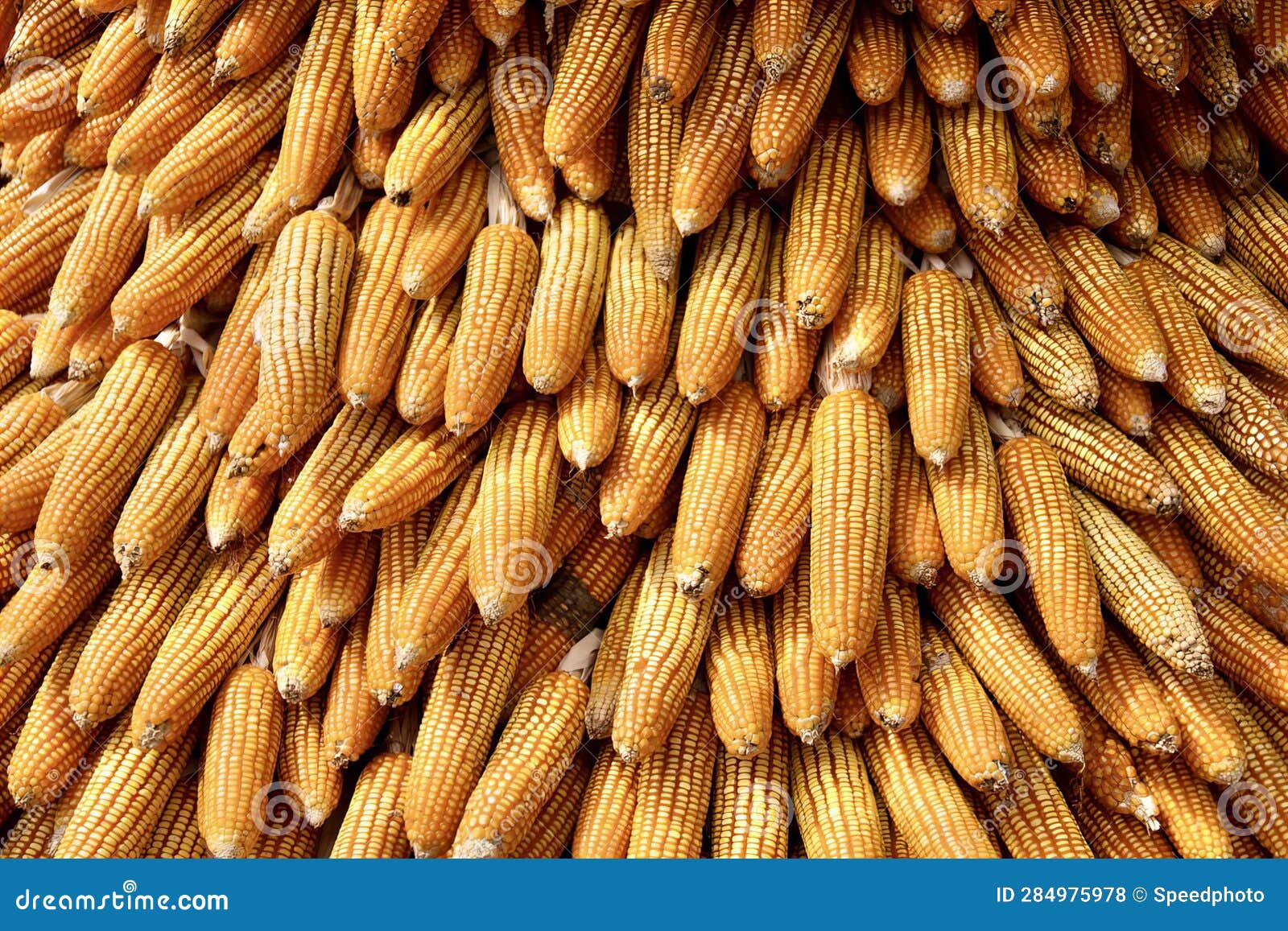 A Photography of a Bunch of Corn is Piled on Top of Each Other, a Close