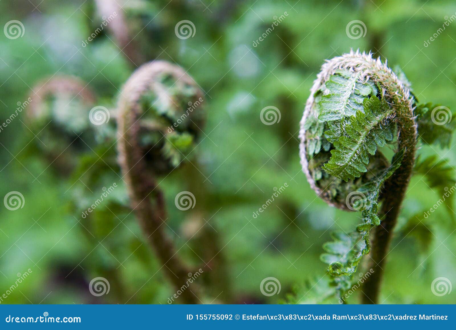 photography of  fern leaves opening.