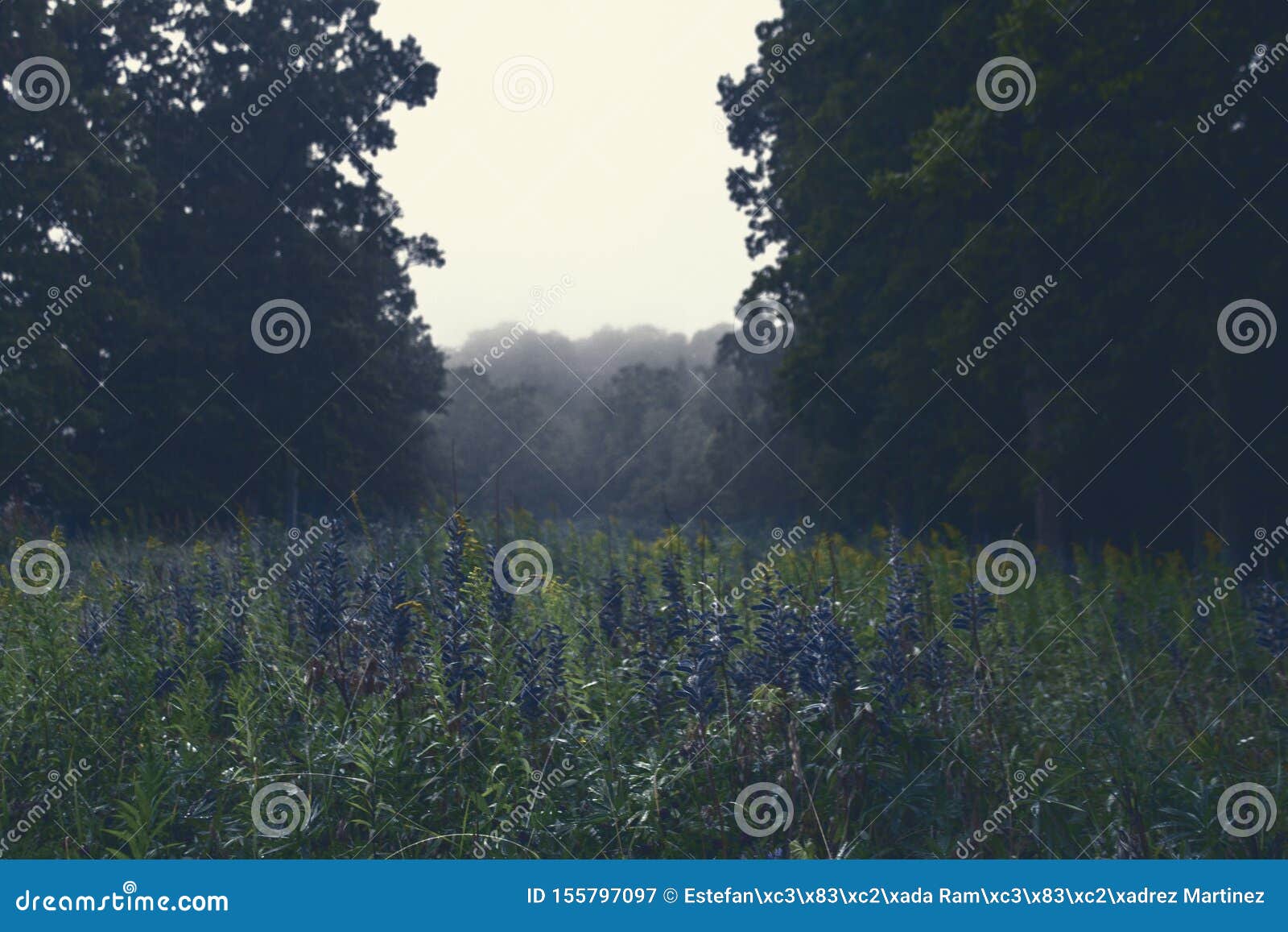 photography of a foggy summer day in the forest in a mountain in billingen mountain in skovde sweden.