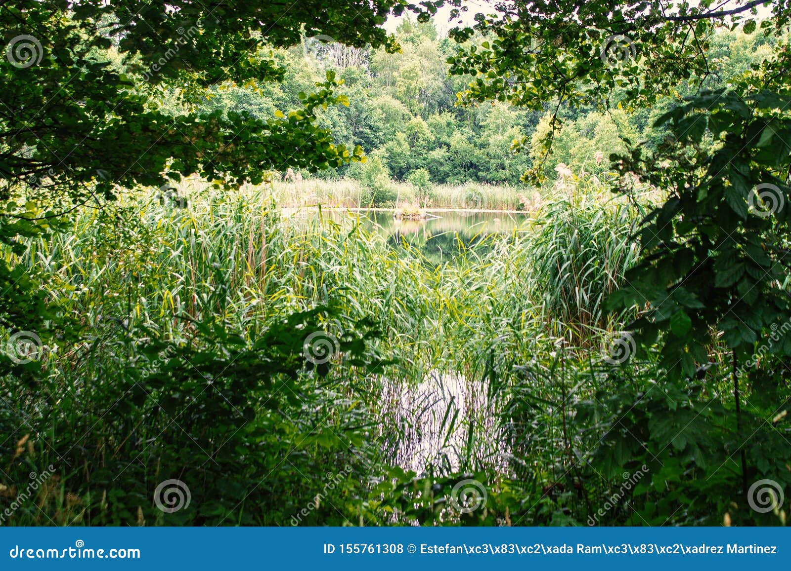 photography of forest and lake in skovde sweden