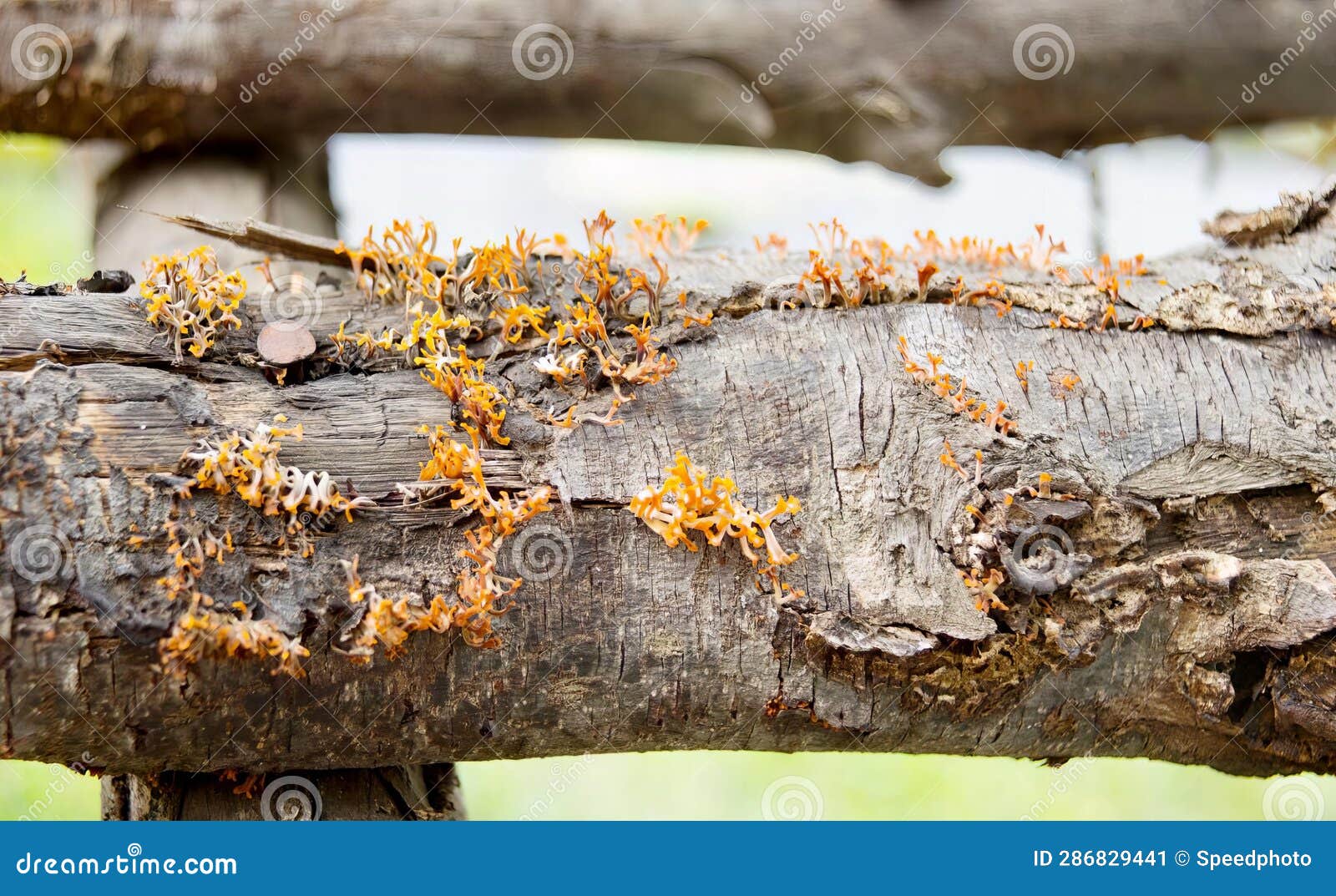 A Photography of a Log with a Bunch of Tiny Orange Bugs on it, Pismires