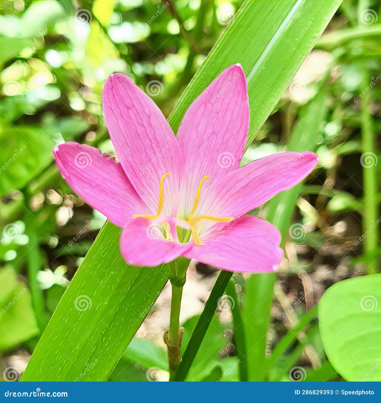 My Image 14