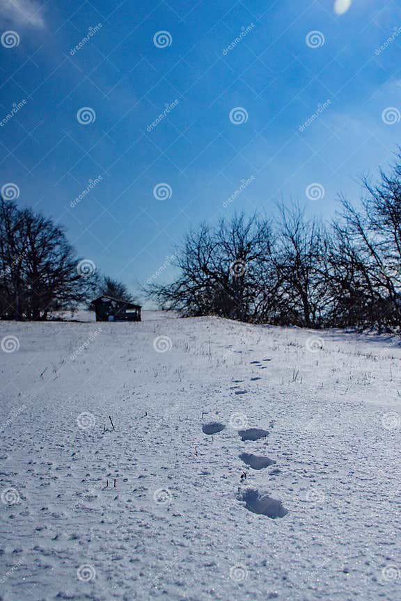 Photography of Rabbit Footprints in the Snow Stock Photo - Image of