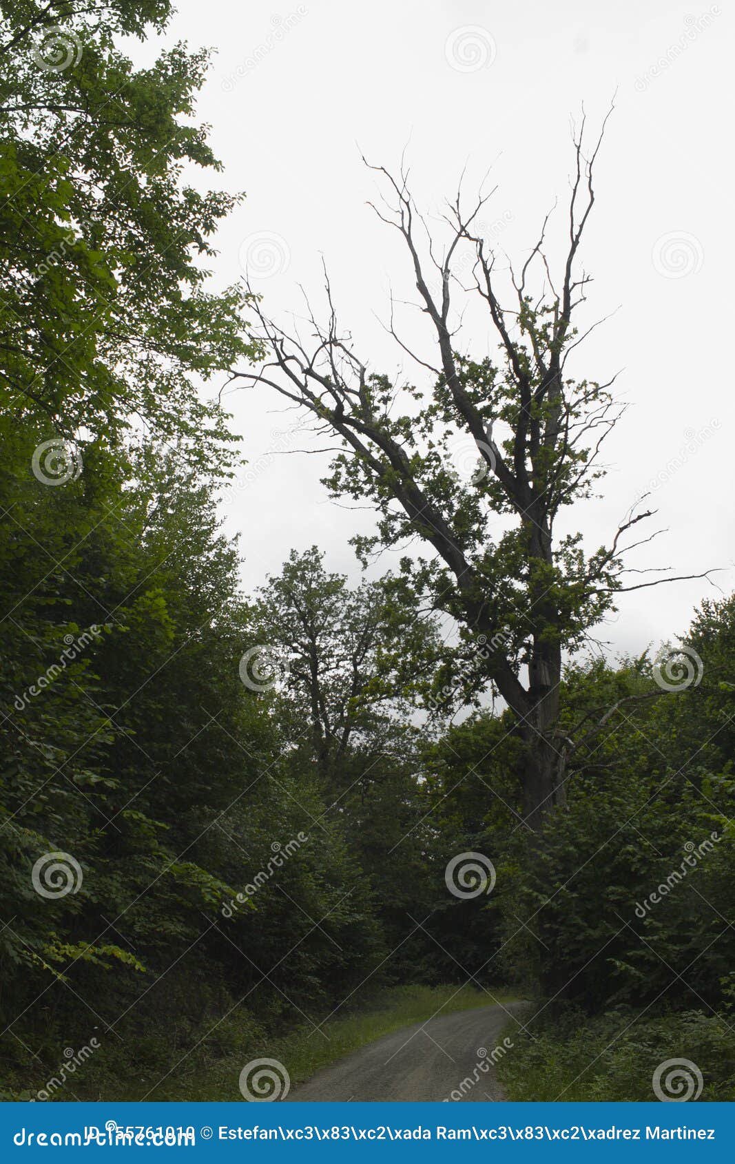 photography of a road in the forest with trees