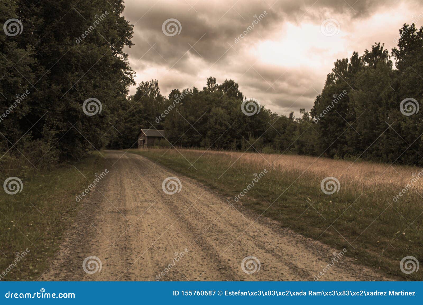 photography of a road in the forest with trees and wooden house in sweden