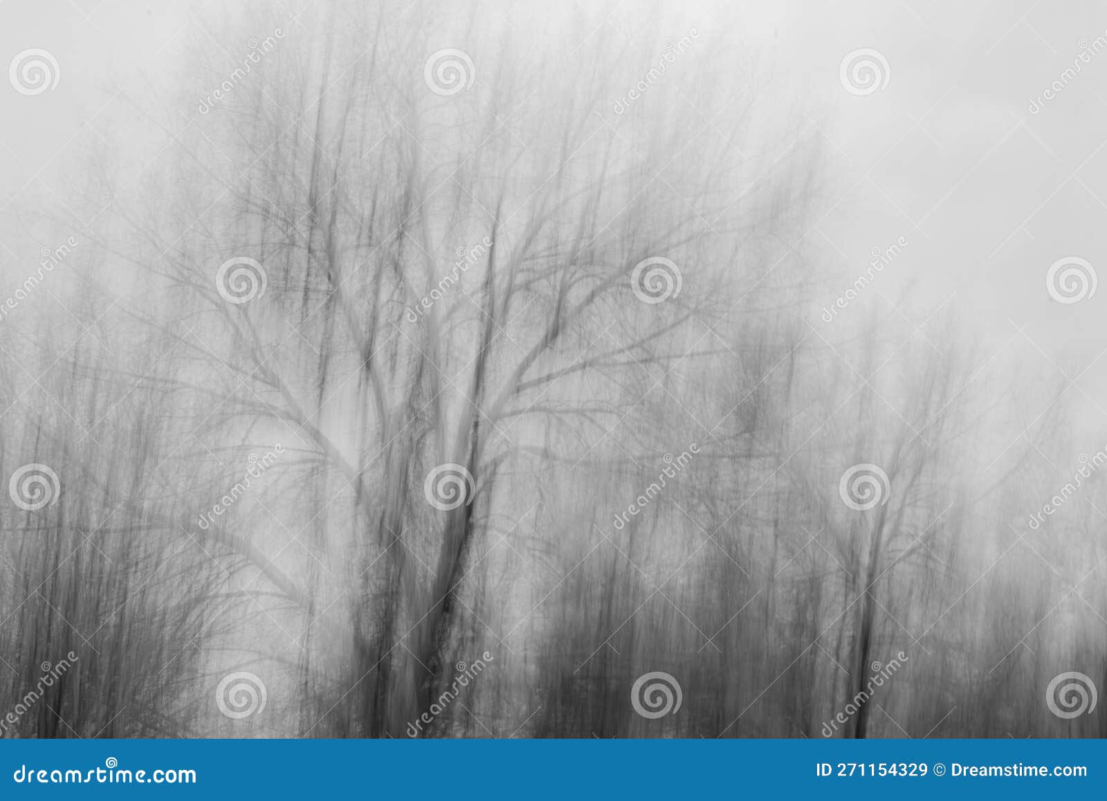 photography of trees in the forest, icm