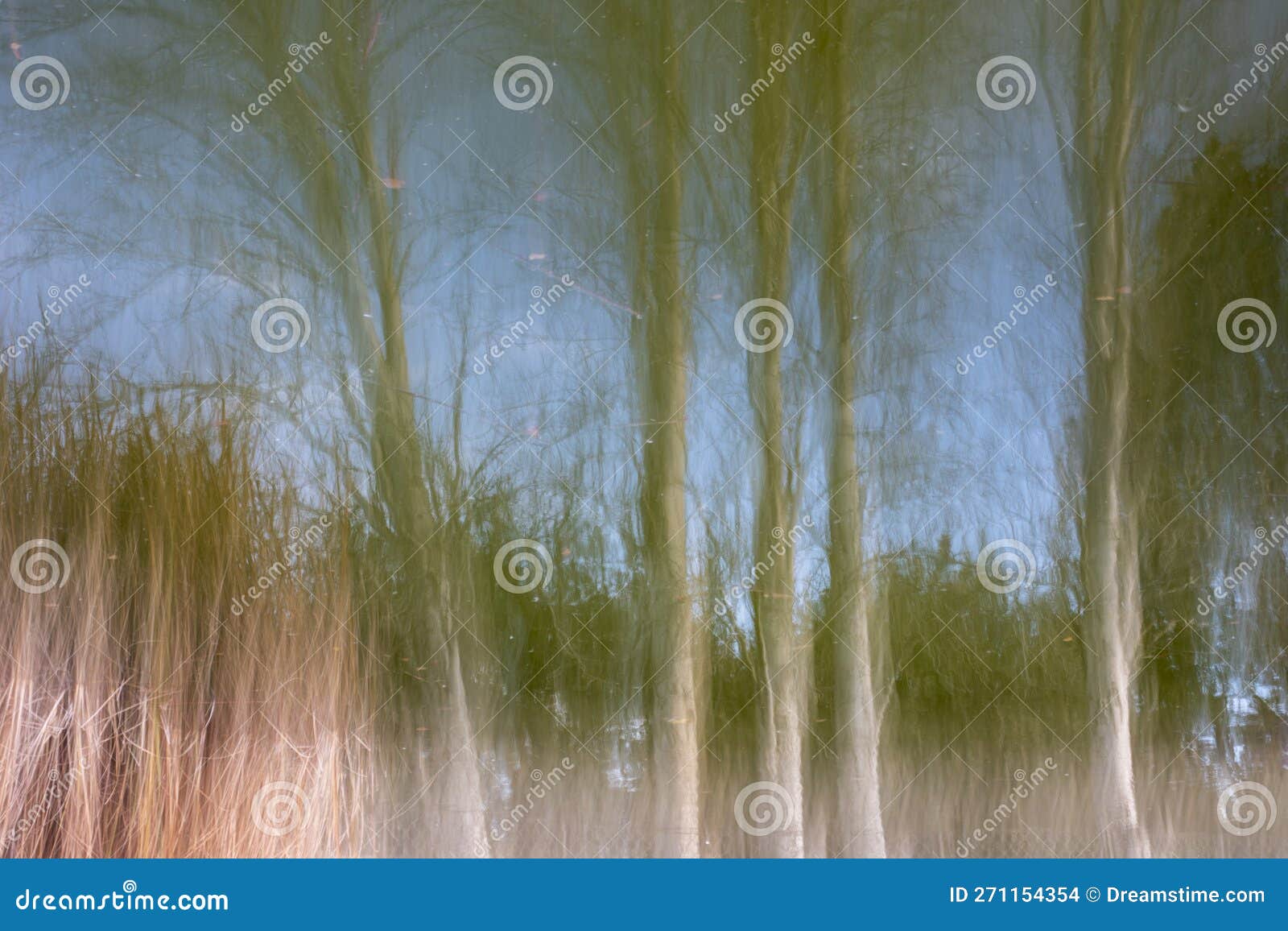 photography of trees in the forest, icm