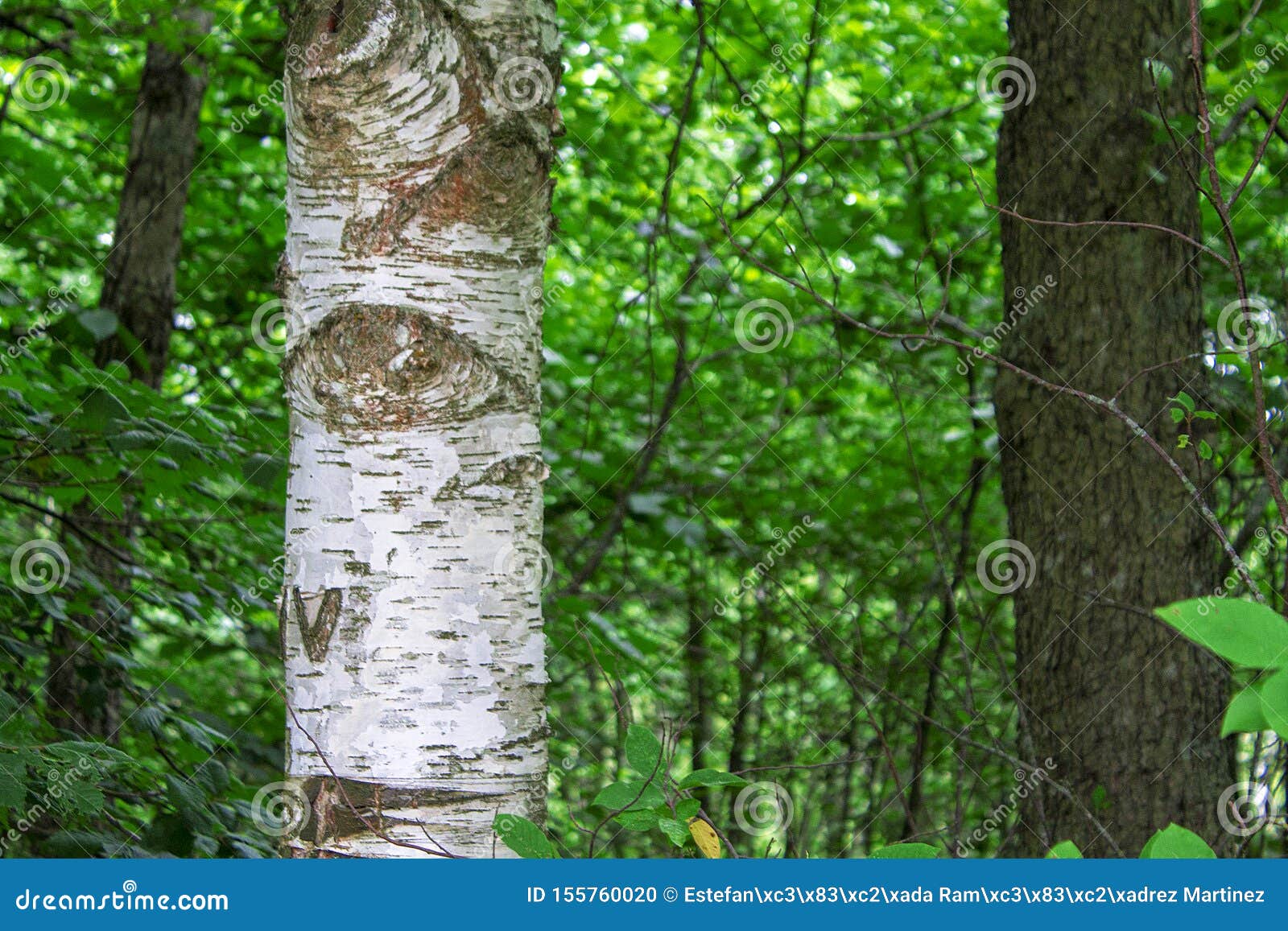 photography of a trunks and trees in a forest in skovde sweden.