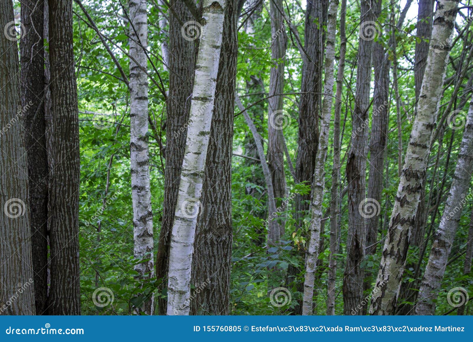 photography of a trunks and trees in a forest