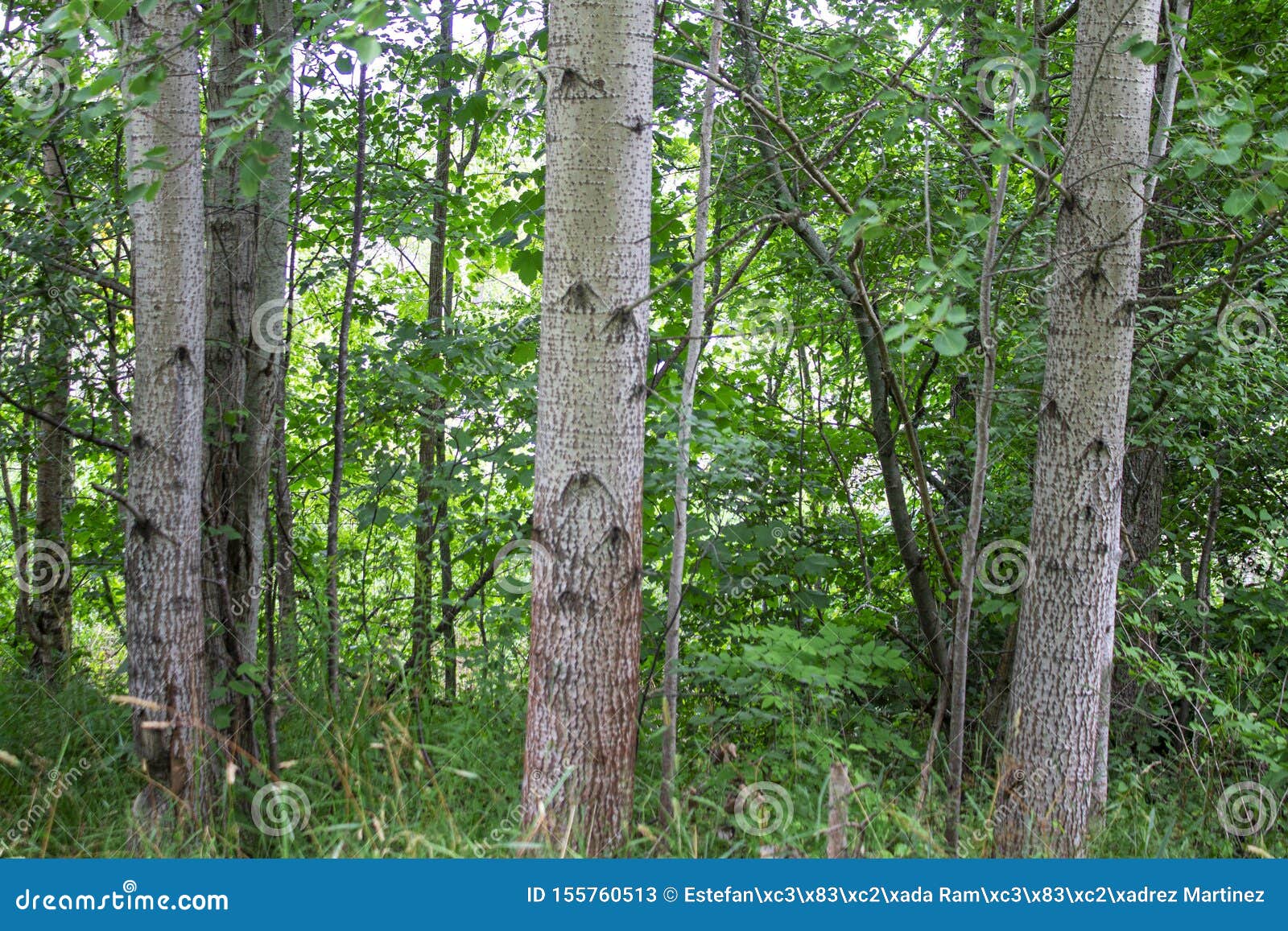 photography of a trunks and trees in a forest in skovde sweden.