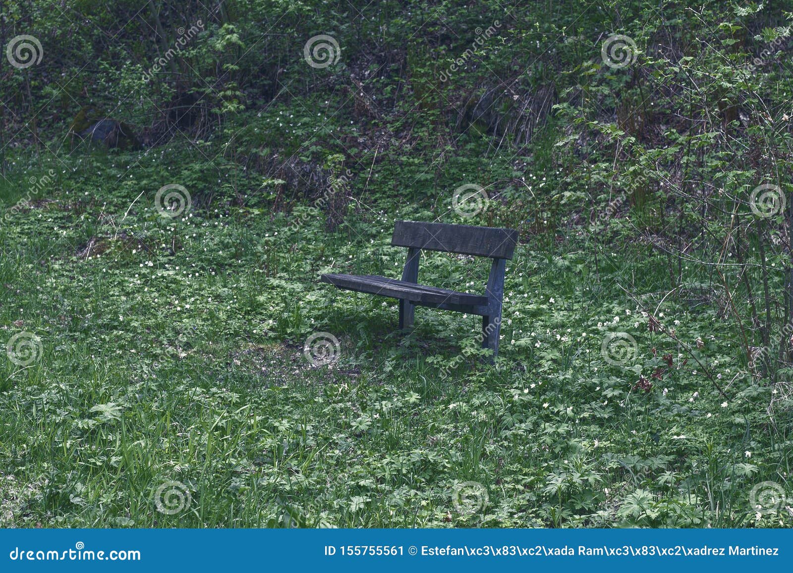 wooden bench in a forest