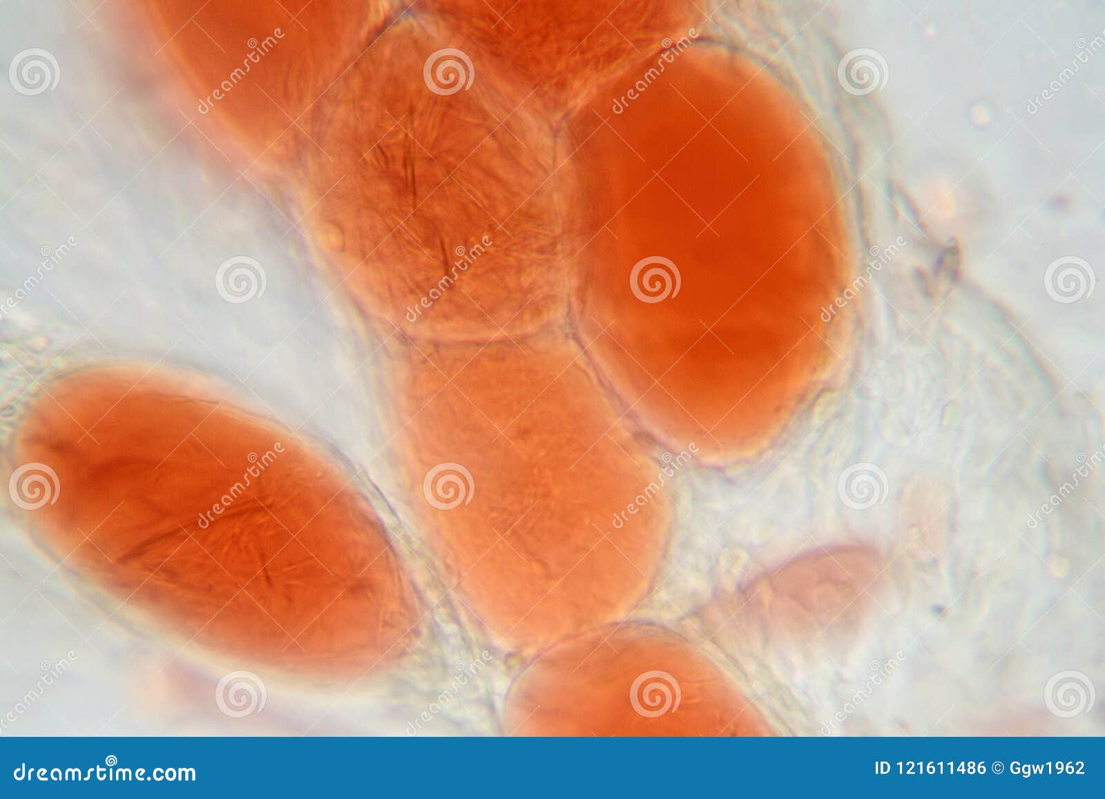 human adipose tissue