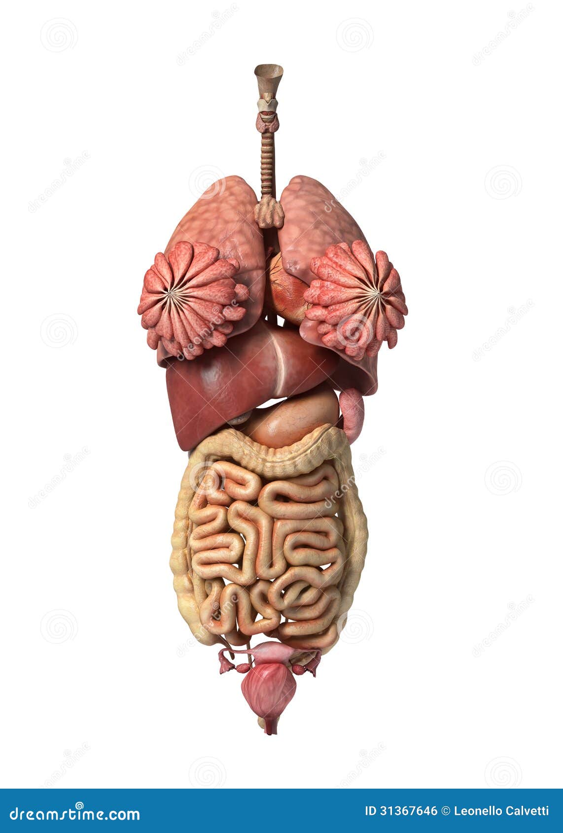 Photorealistic 3D Rendering, Of Female Full Internal Organs. Stock