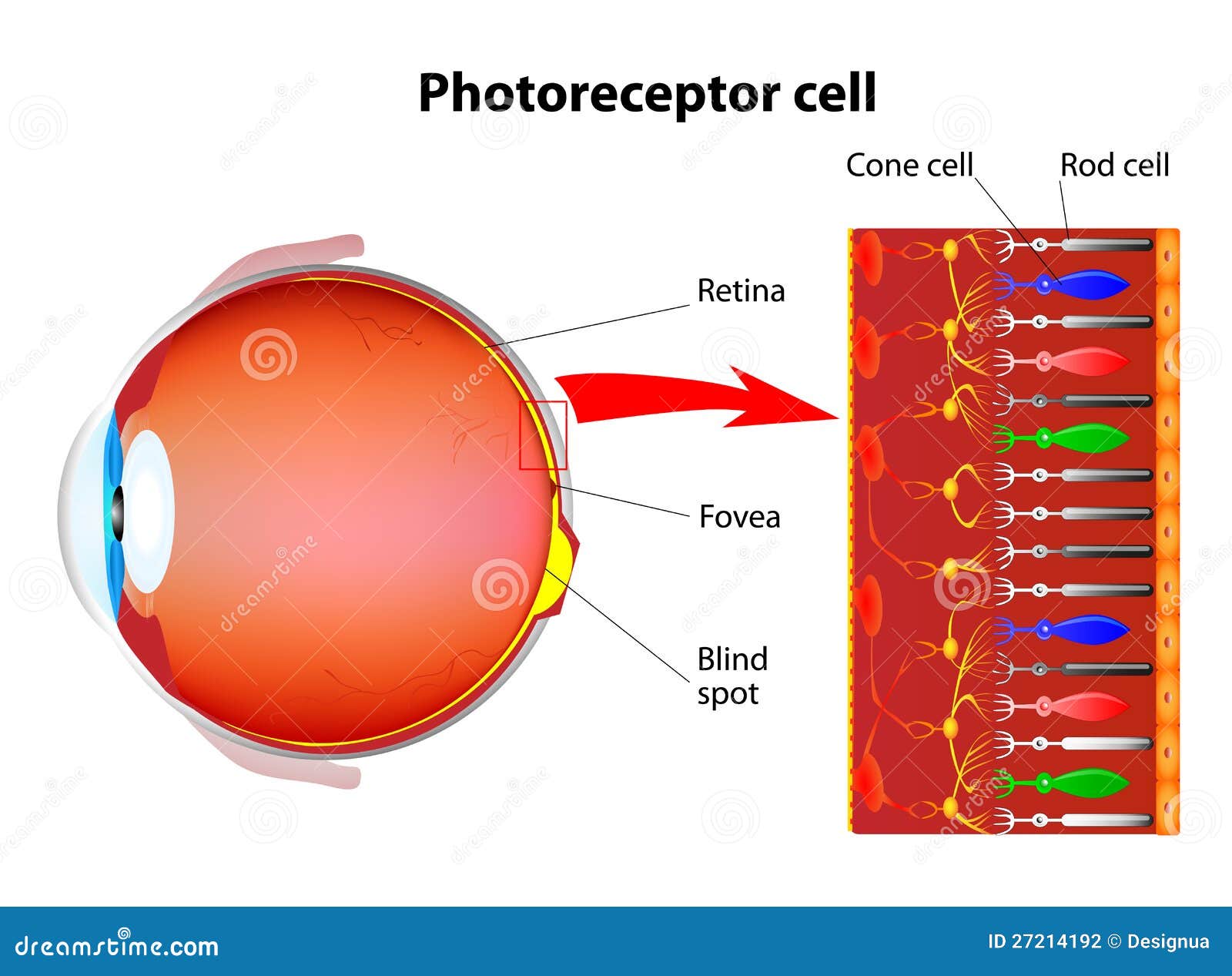 photoreceptor cells in the retina of the eye