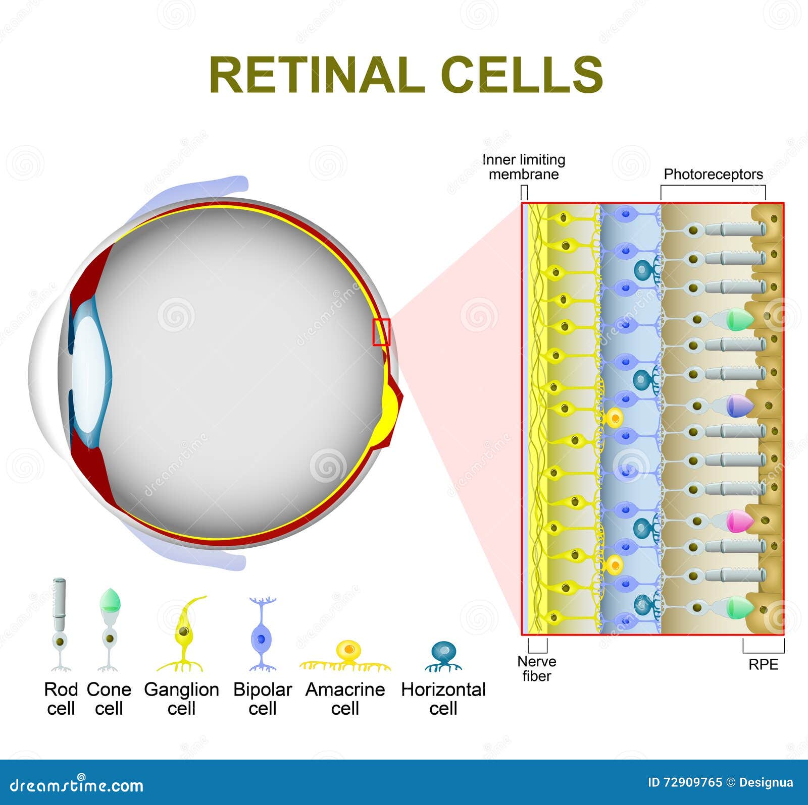 photoreceptor cells in the retina of the eye