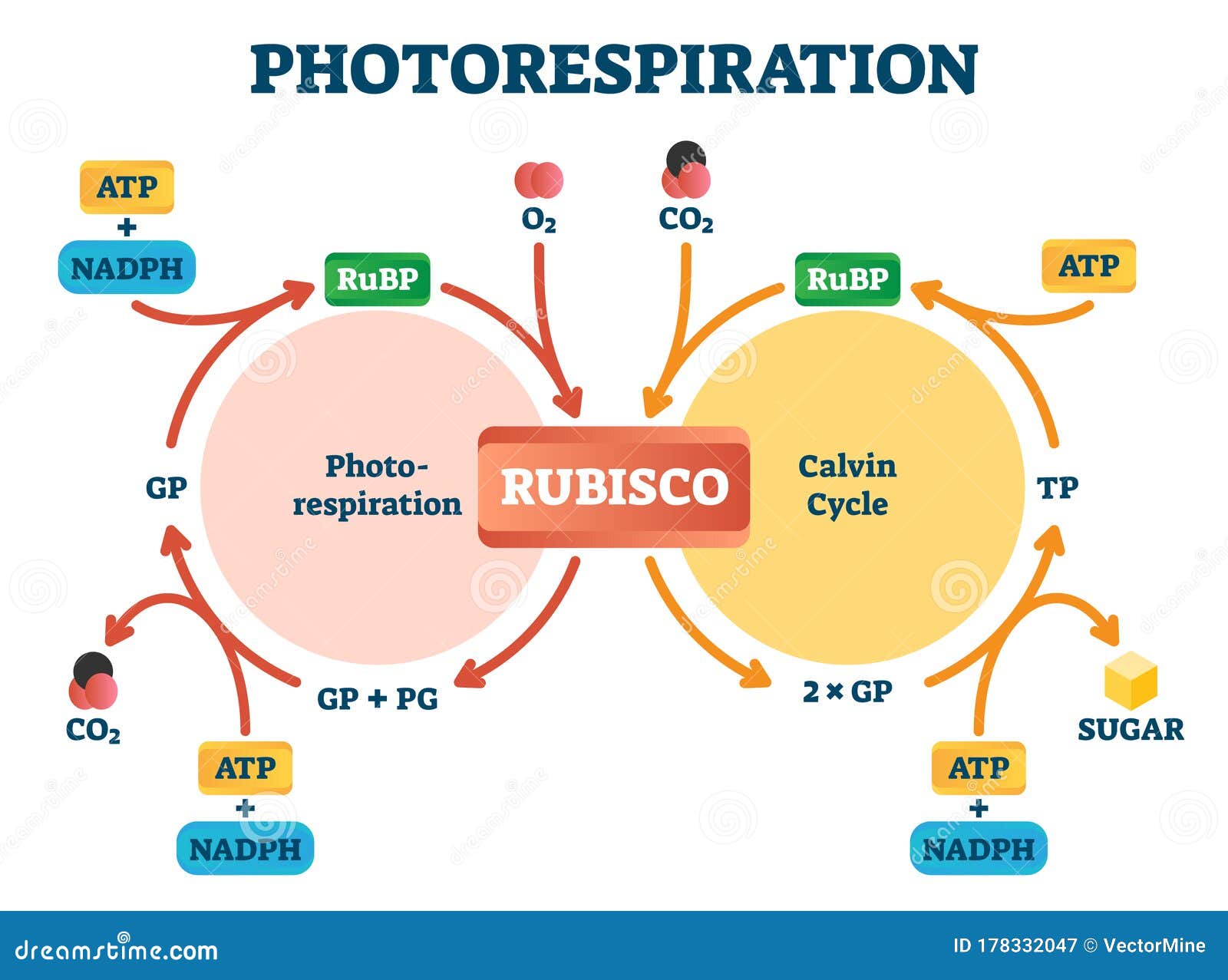 photorespiration  . labeled photosynthesis education scheme