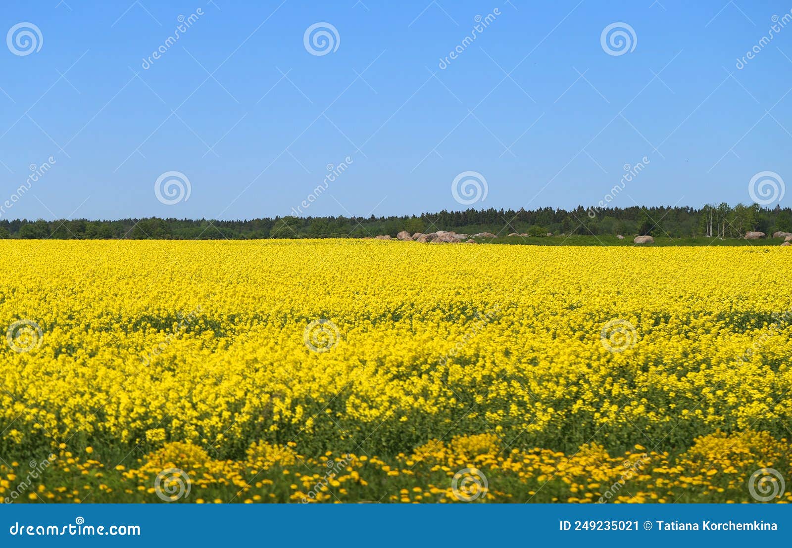 Photos of Beautiful Yellow Fields and Blue Sky Stock Image Image of