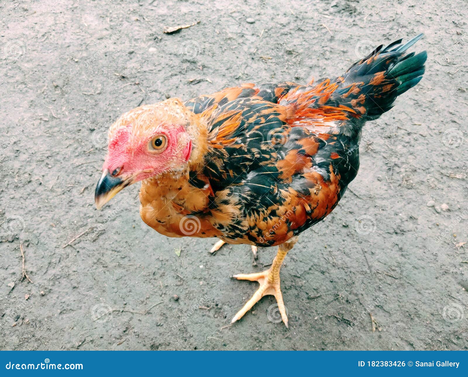 Photos of Chickens with Reddish Feathers Stock Photo Image of duck
