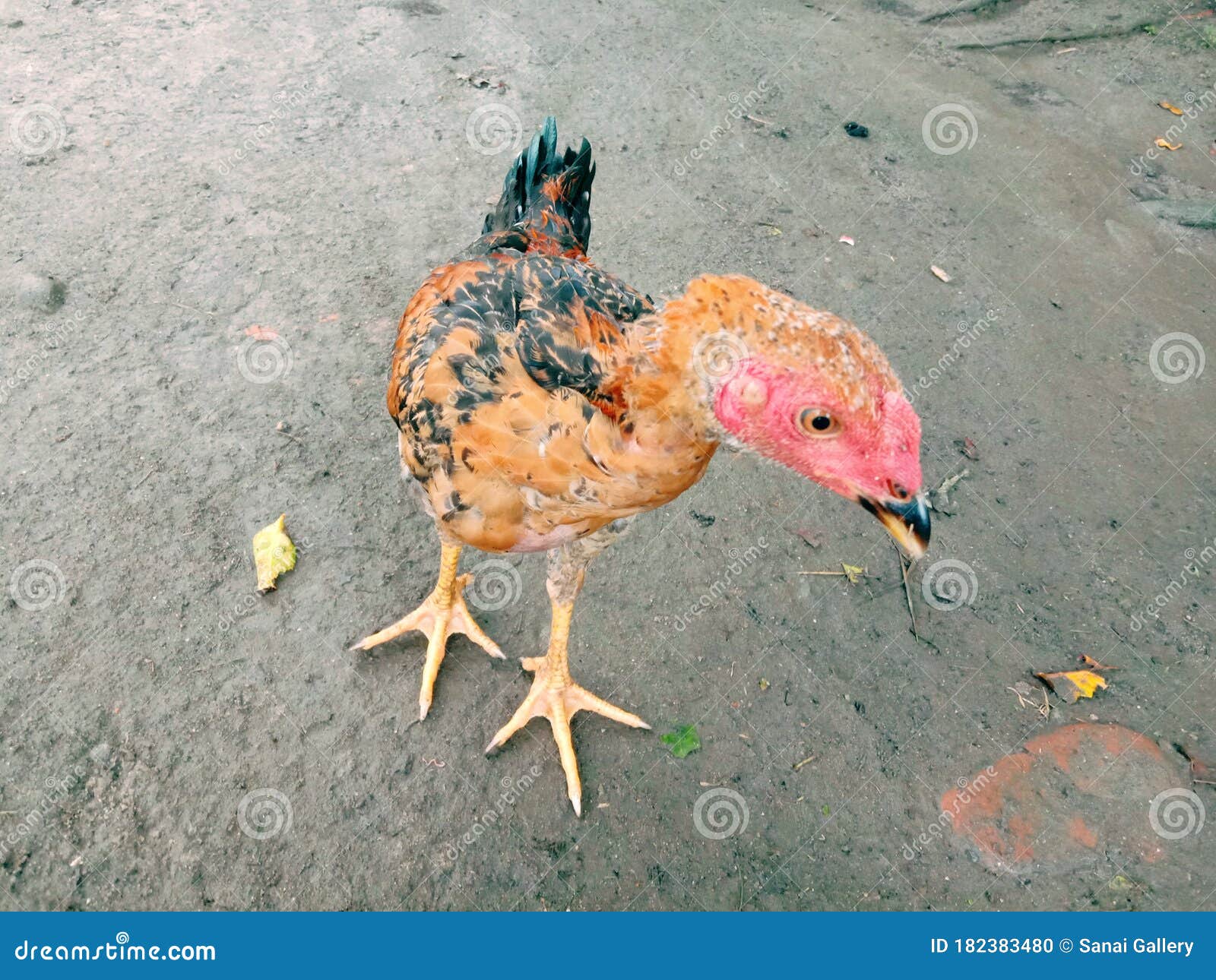 Photos of Chickens with Reddish Feathers Stock Photo Image of goose