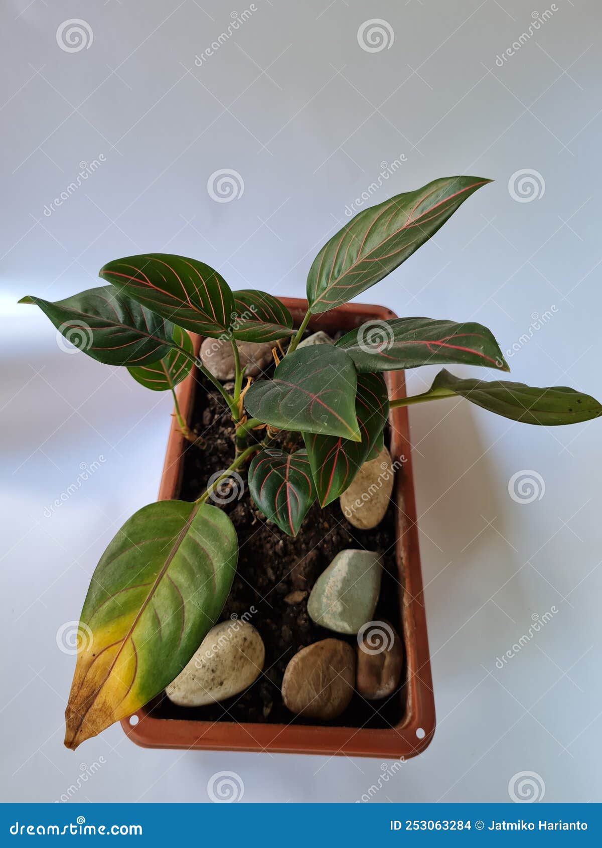 My Image 6