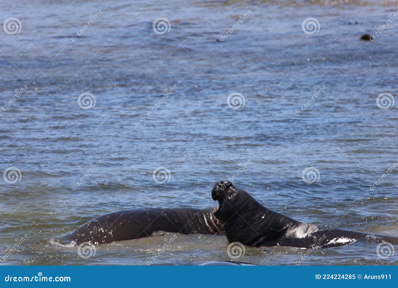 Elephant Seals at Ano Nuevo California Stock Image Image of males