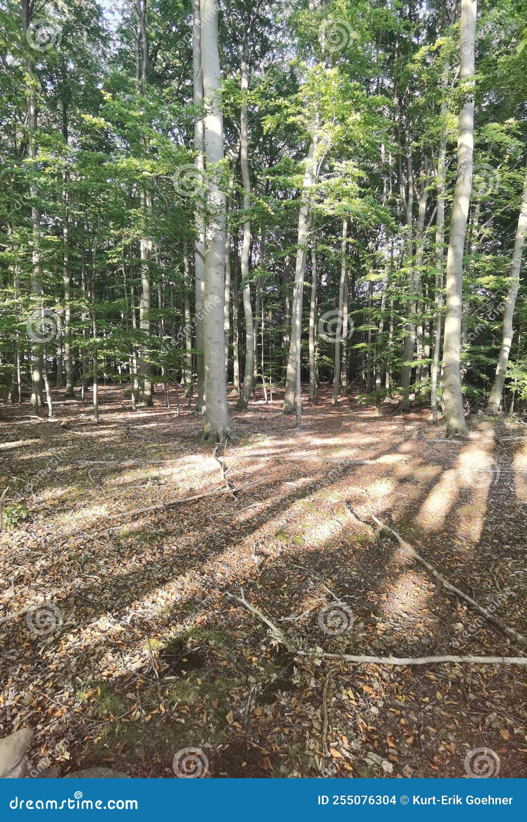 photos-of-nature-in-northern-germany-stock-photo-image-of-tree-soil