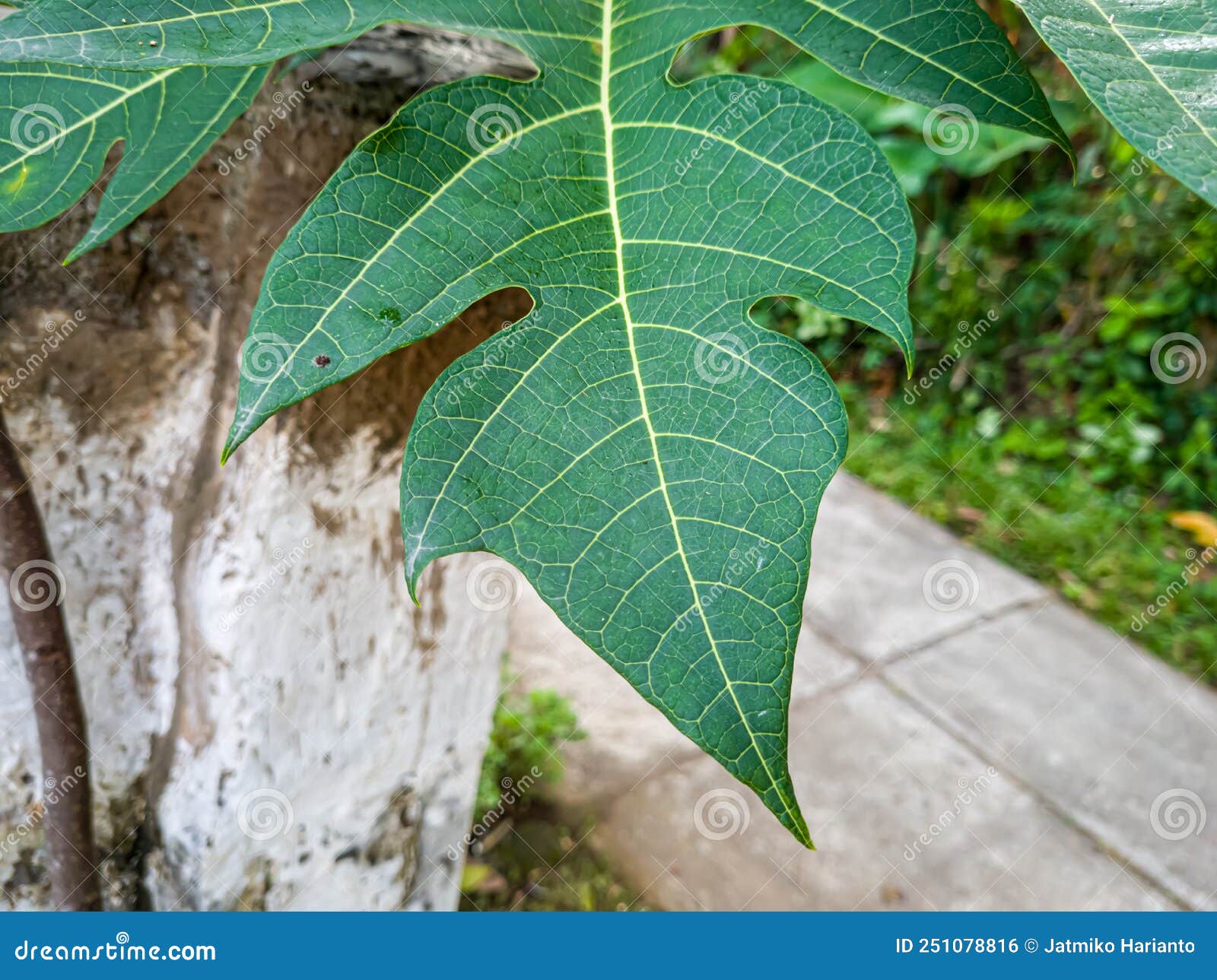 Papaya Leaves are Green with White Fibers Stock Photo - Image of floral