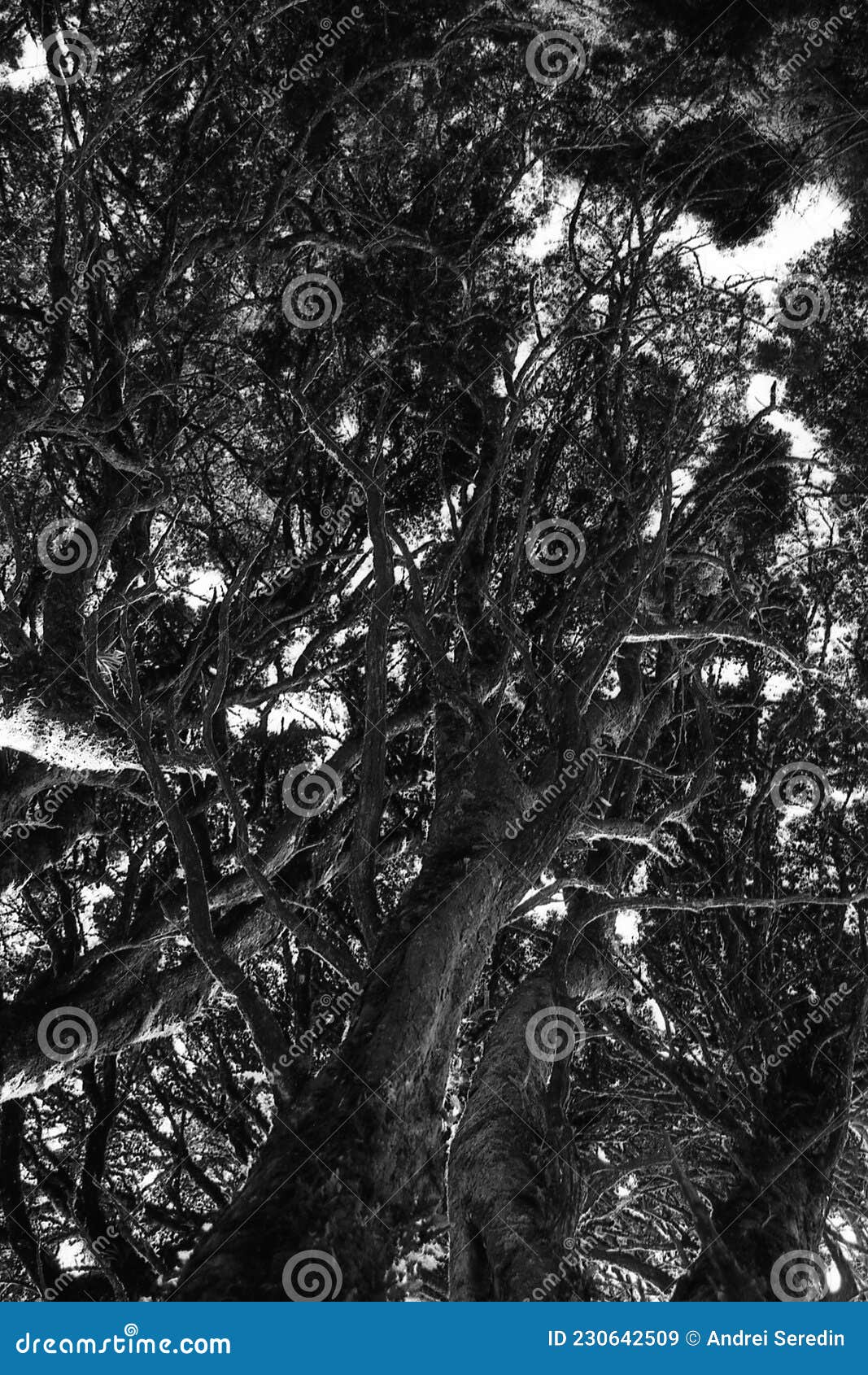 forests of costa rica in black and white film 04