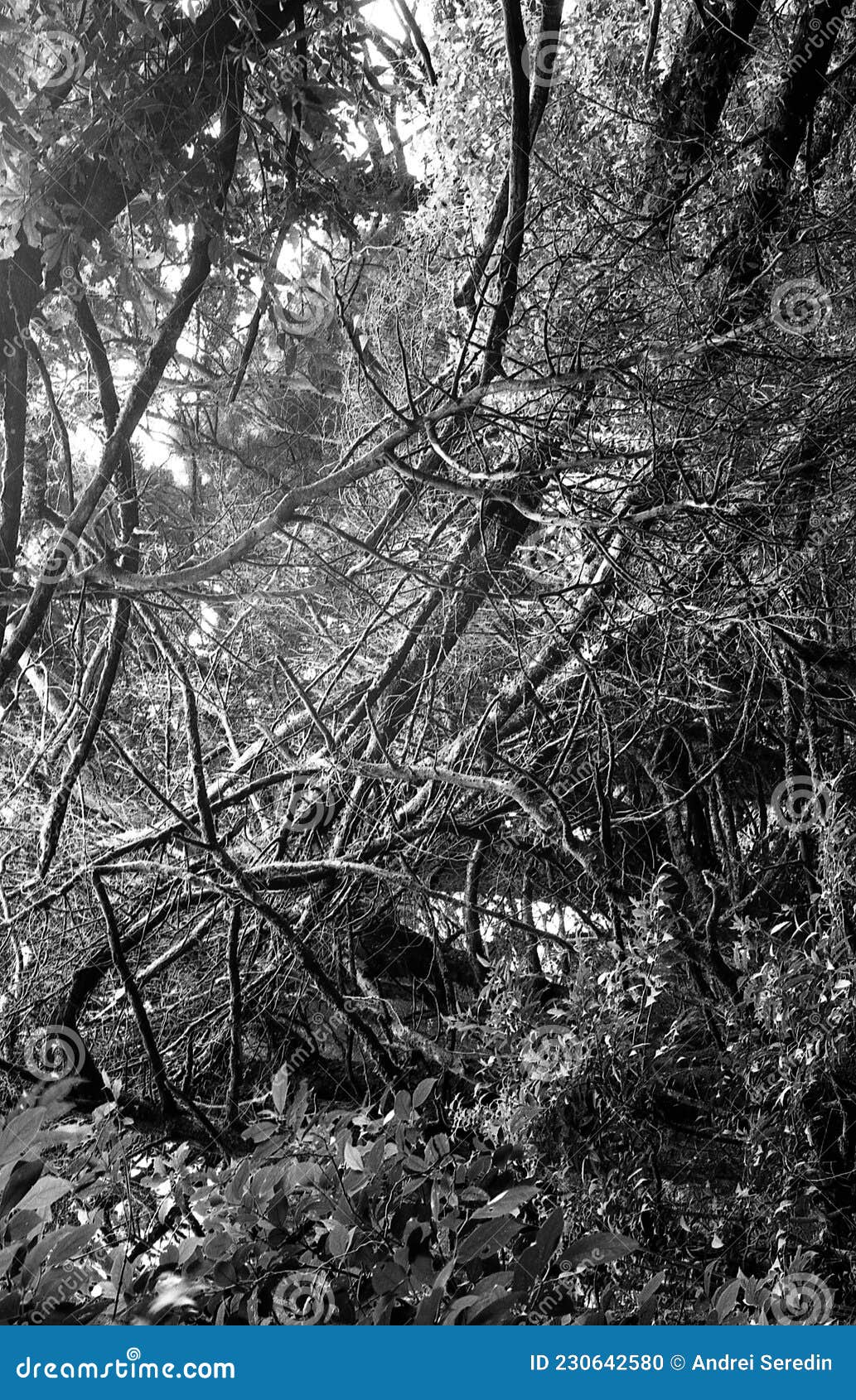 forests of costa rica in black and white film 09