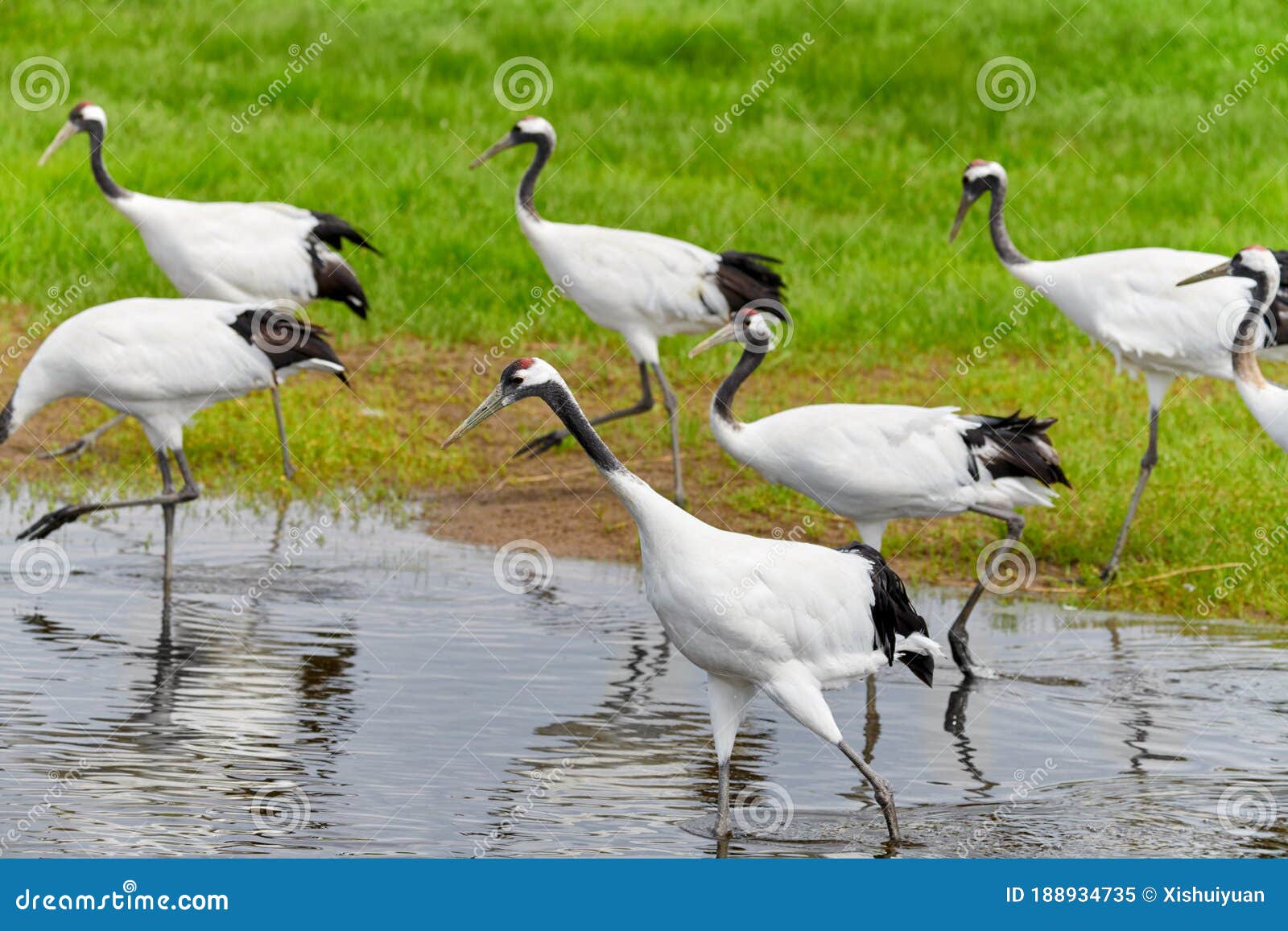 the red - crowned crane in water.