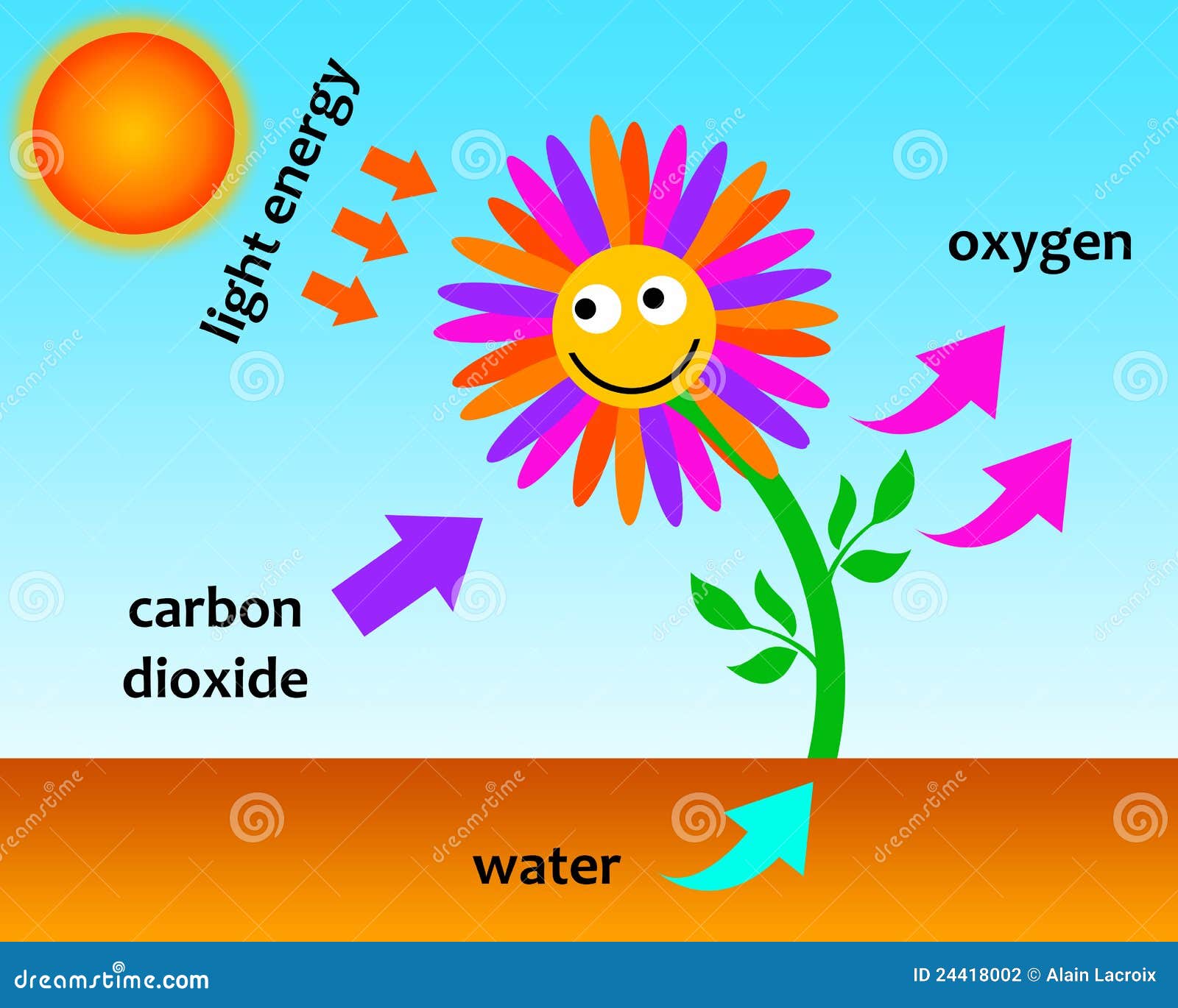 clipart photosynthesis - photo #13