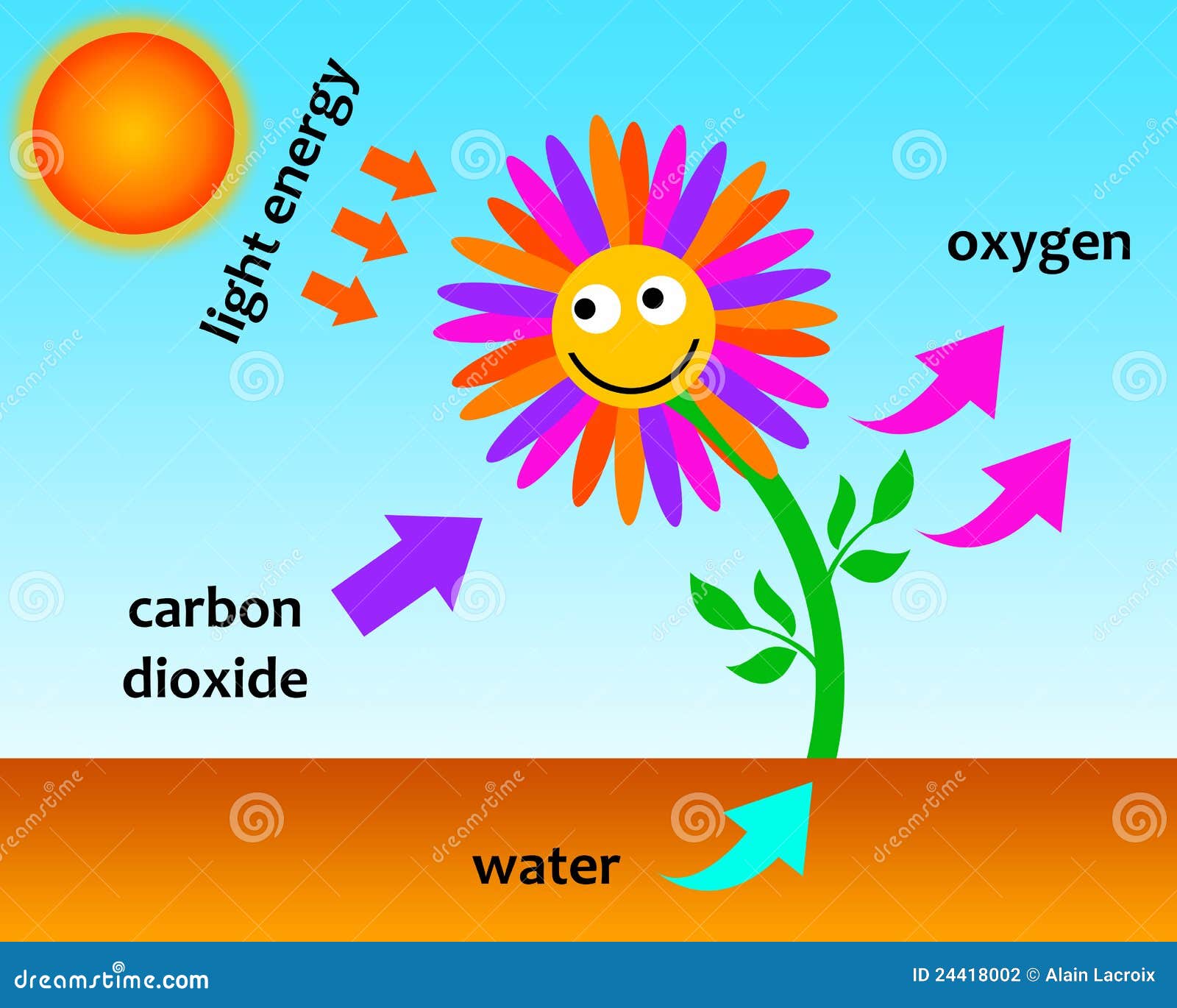 Photosynthesis Stock Photography CartoonDealer 25887740 photosynthesis-stock-photography-cartoondealer-25887740