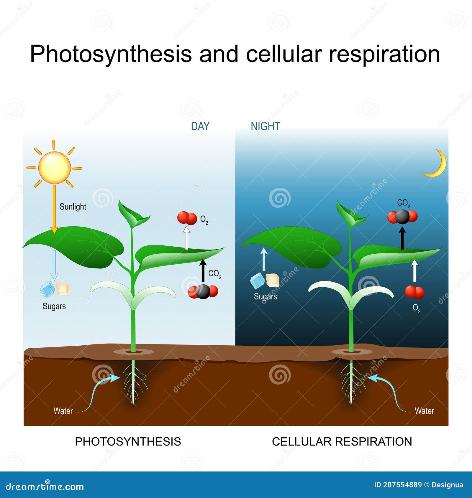photosynthesis and cellular respiration. comparison day and night for plant