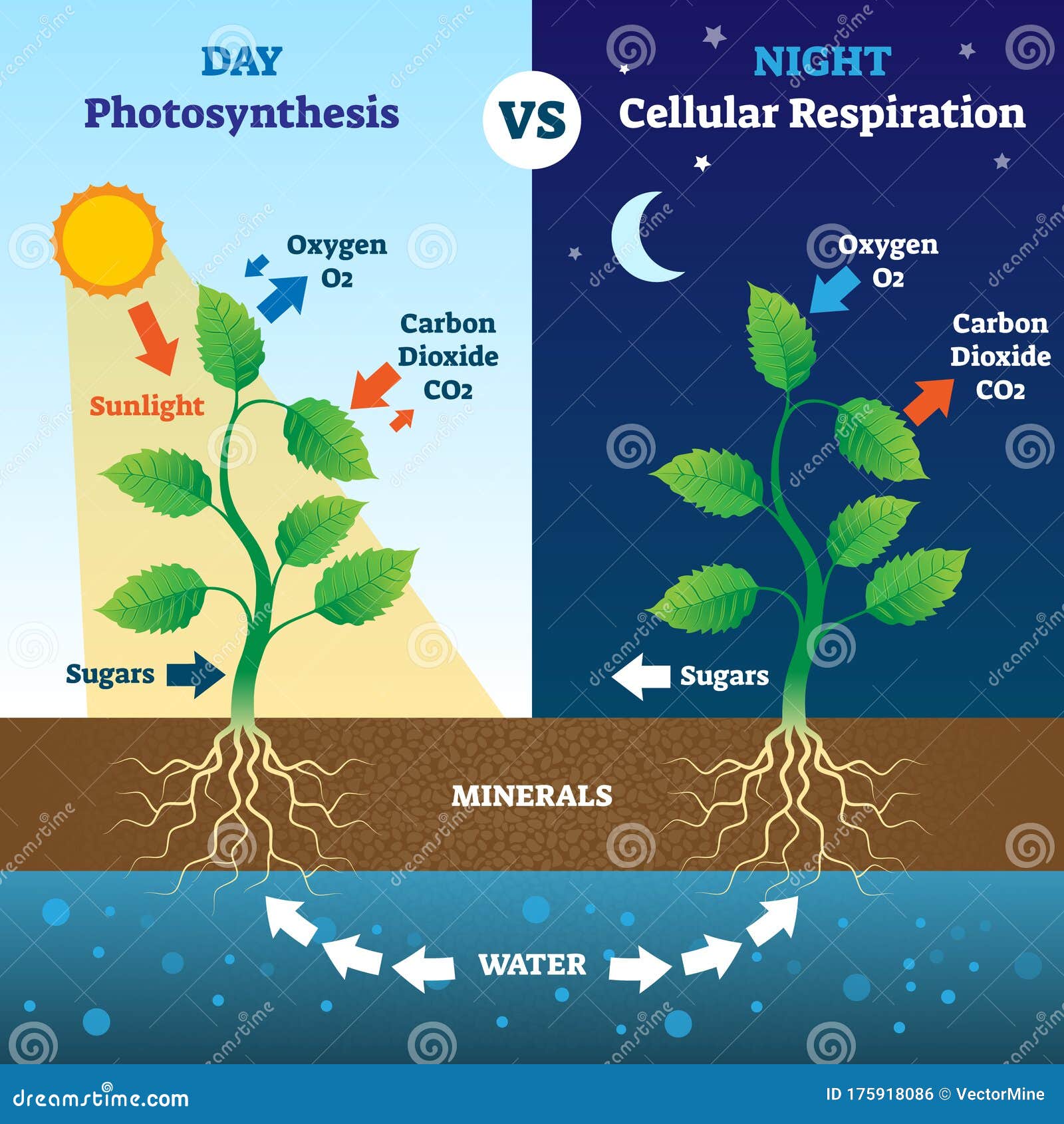 Photosynthesis And Cellular Respiration Comparison Vector Illustration Stock Vector Illustration Of Model Diagram