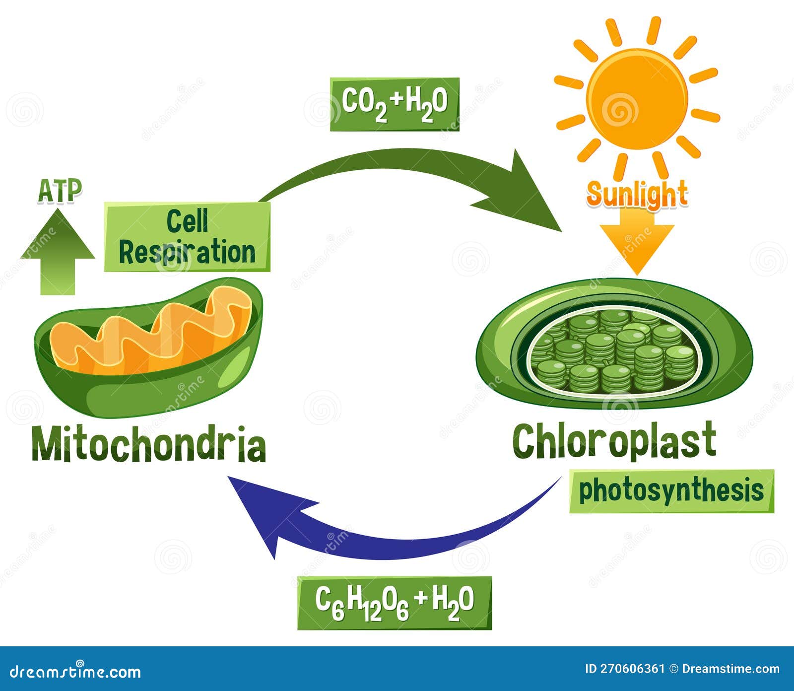 Photosynthesis And Cellular Respiration Diagram Vector Illustration