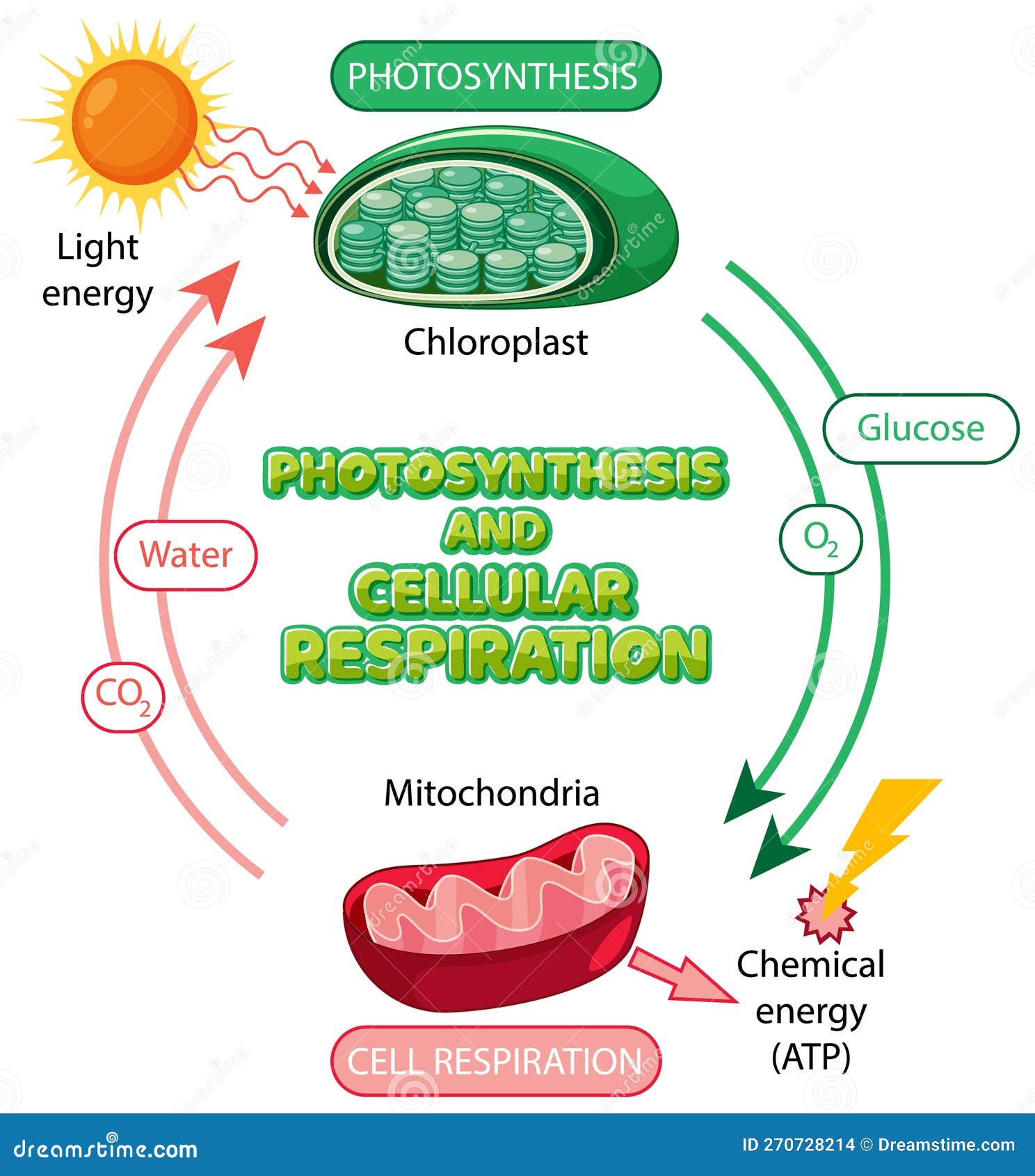 Photosynthesis Mitochondria photosynthesis-mitochondria