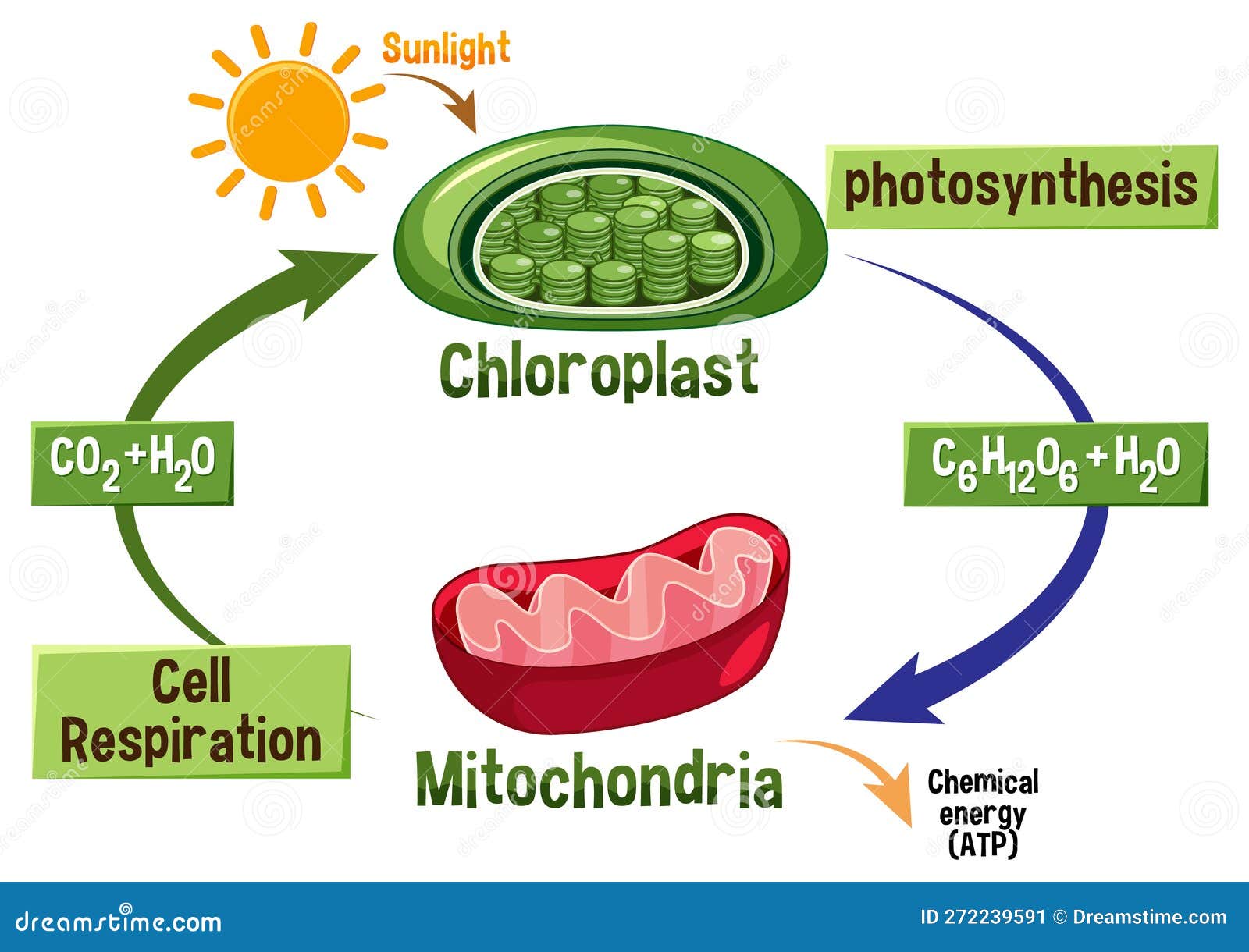 Photosynthesis And Cellular Respiration Diagram Stock Vector photosynthesis-and-cellular-respiration-diagram-stock-vector