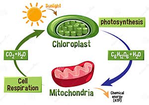Photosynthesis And Cellular Respiration Diagram Stock Vector 