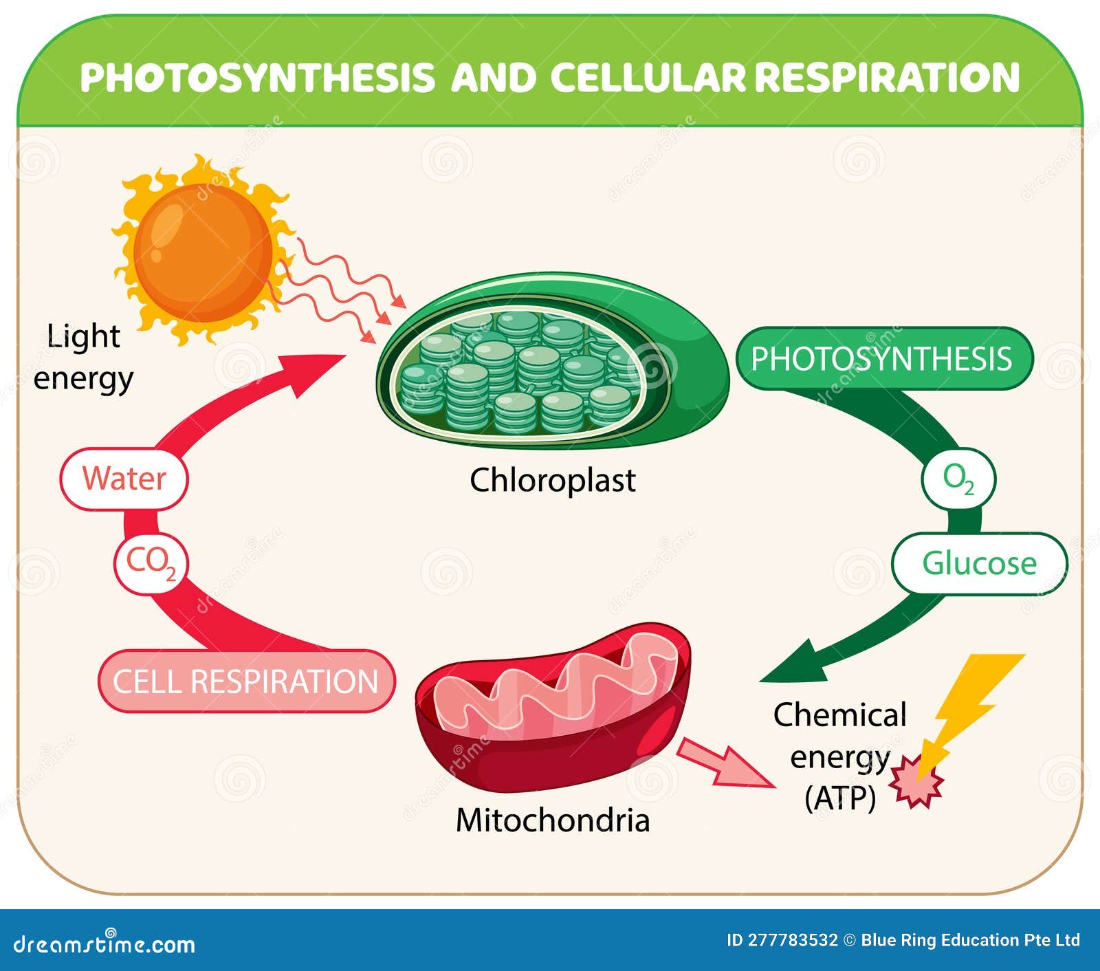 Photosynthesis and Cellular Respiration Diagram Stock Vector