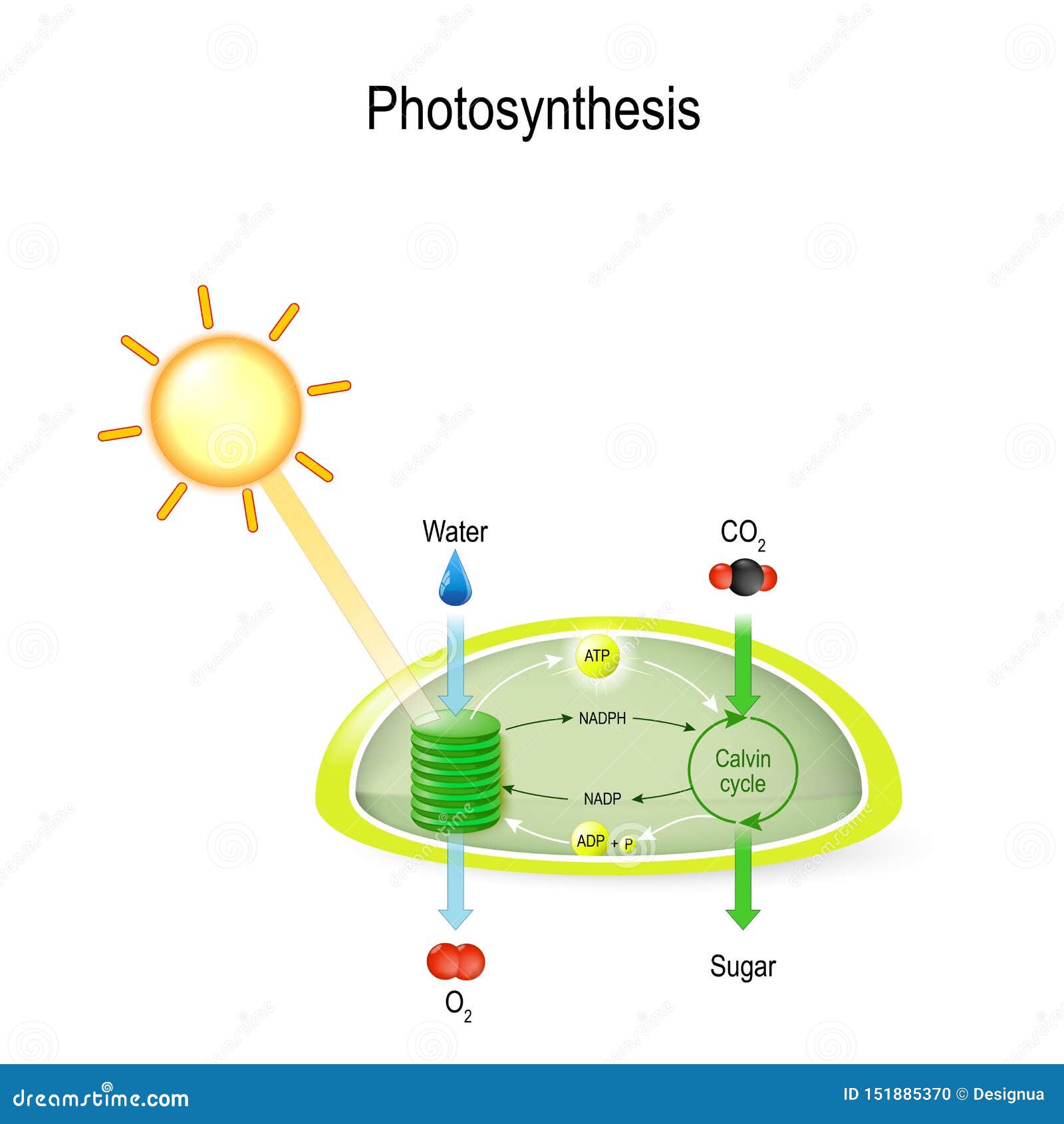 photosynthesis in a chloroplast
