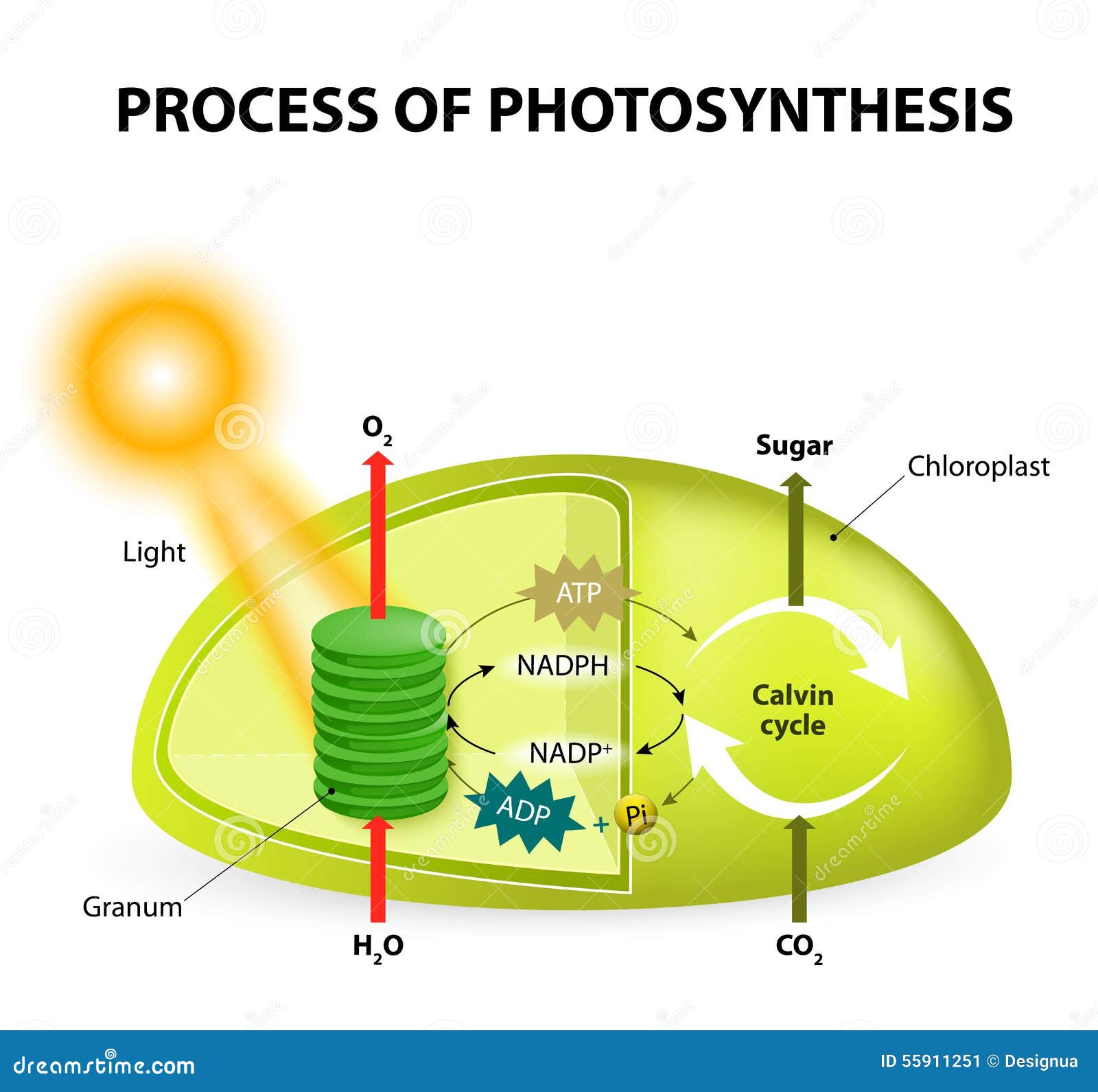 photosynthesis cycle