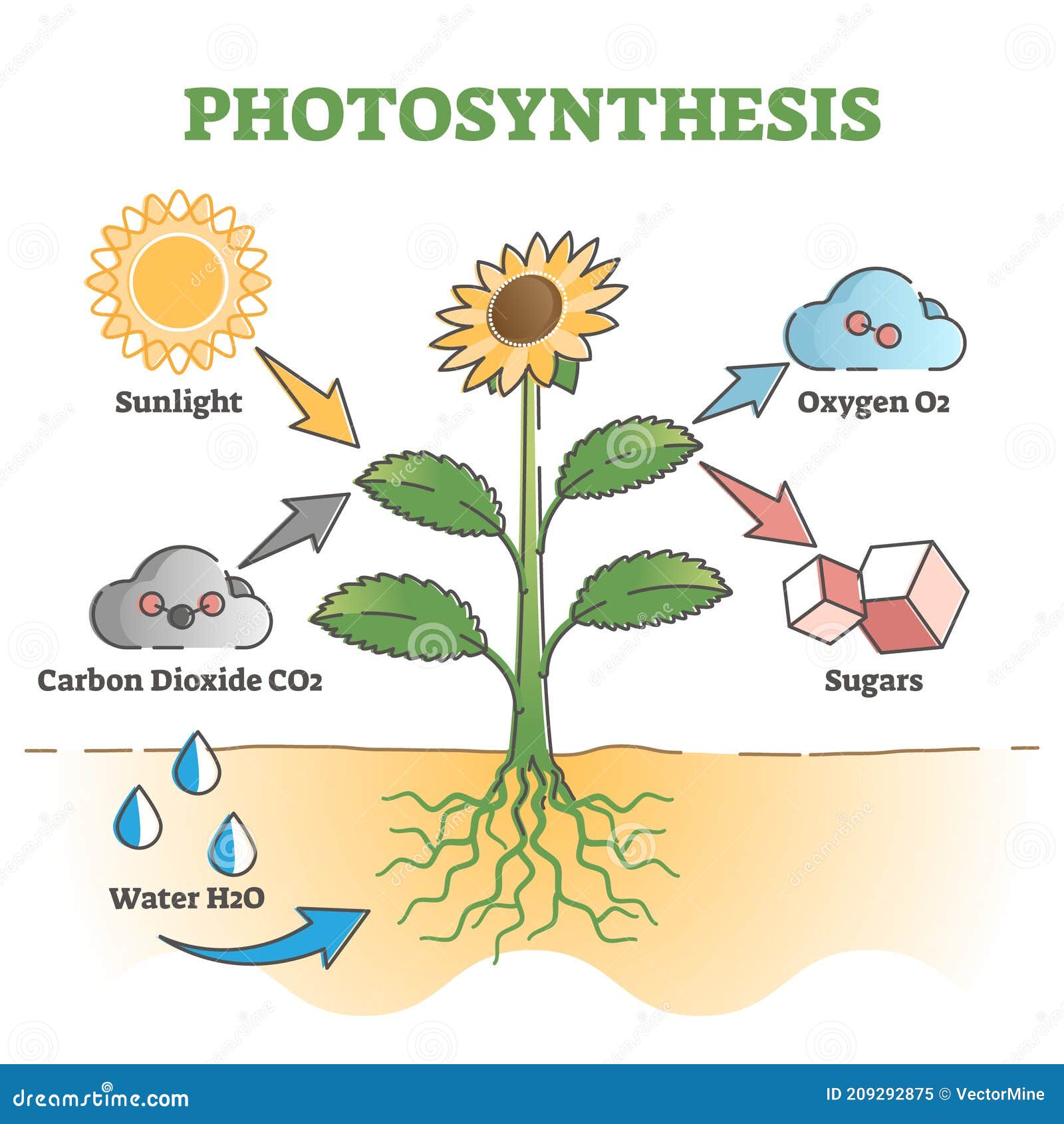 Photosynthesis Diagram Process Symbolic Explanation Scheme Outline
