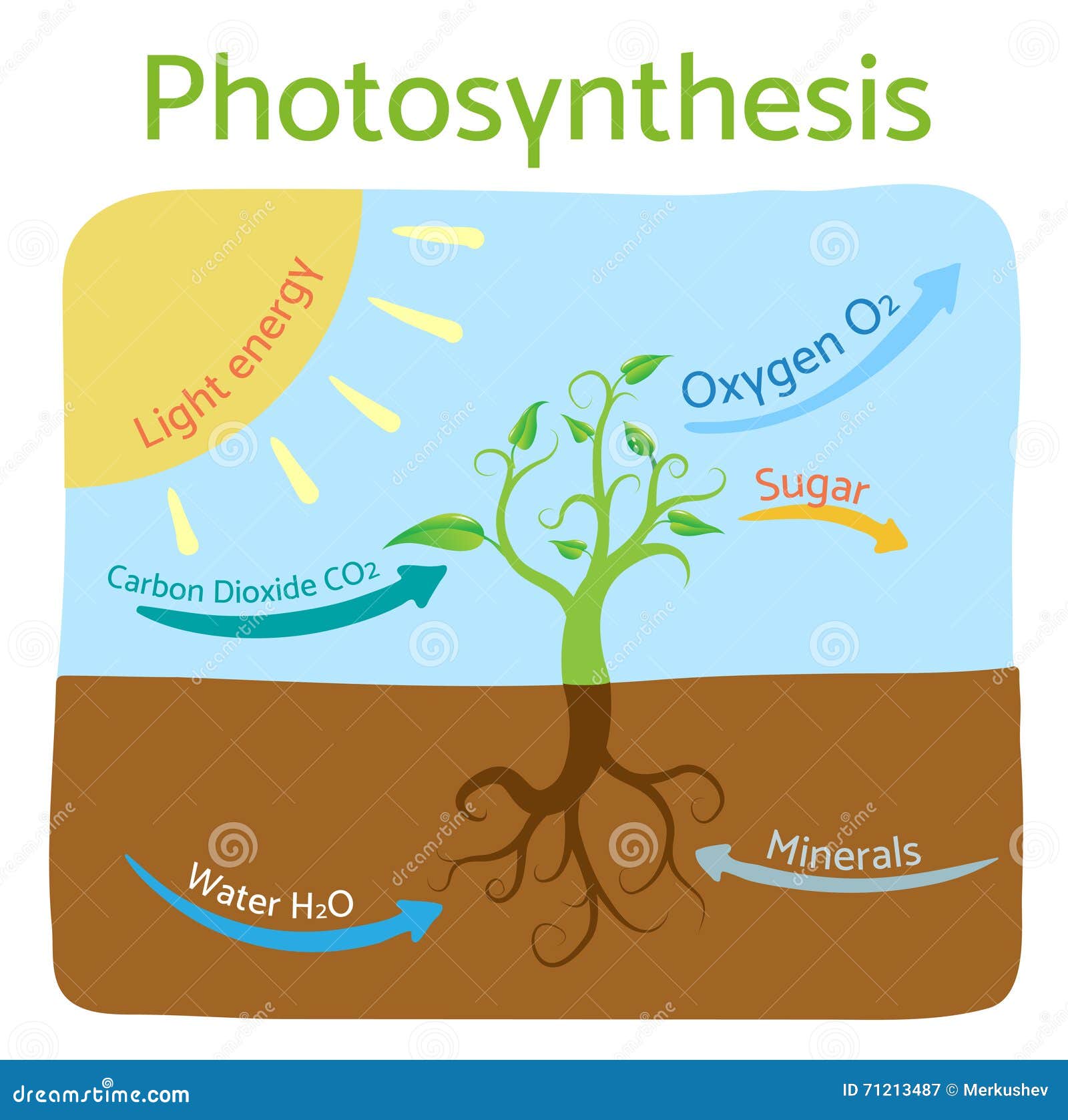 Photosynthesis Diagram Schematic Vector Illustration Of The photosynthesis-diagram-schematic-vector-illustration-of-the