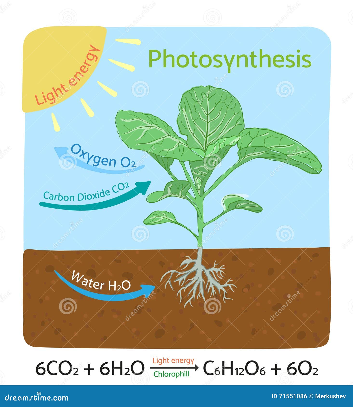 Photosynethesis diagram