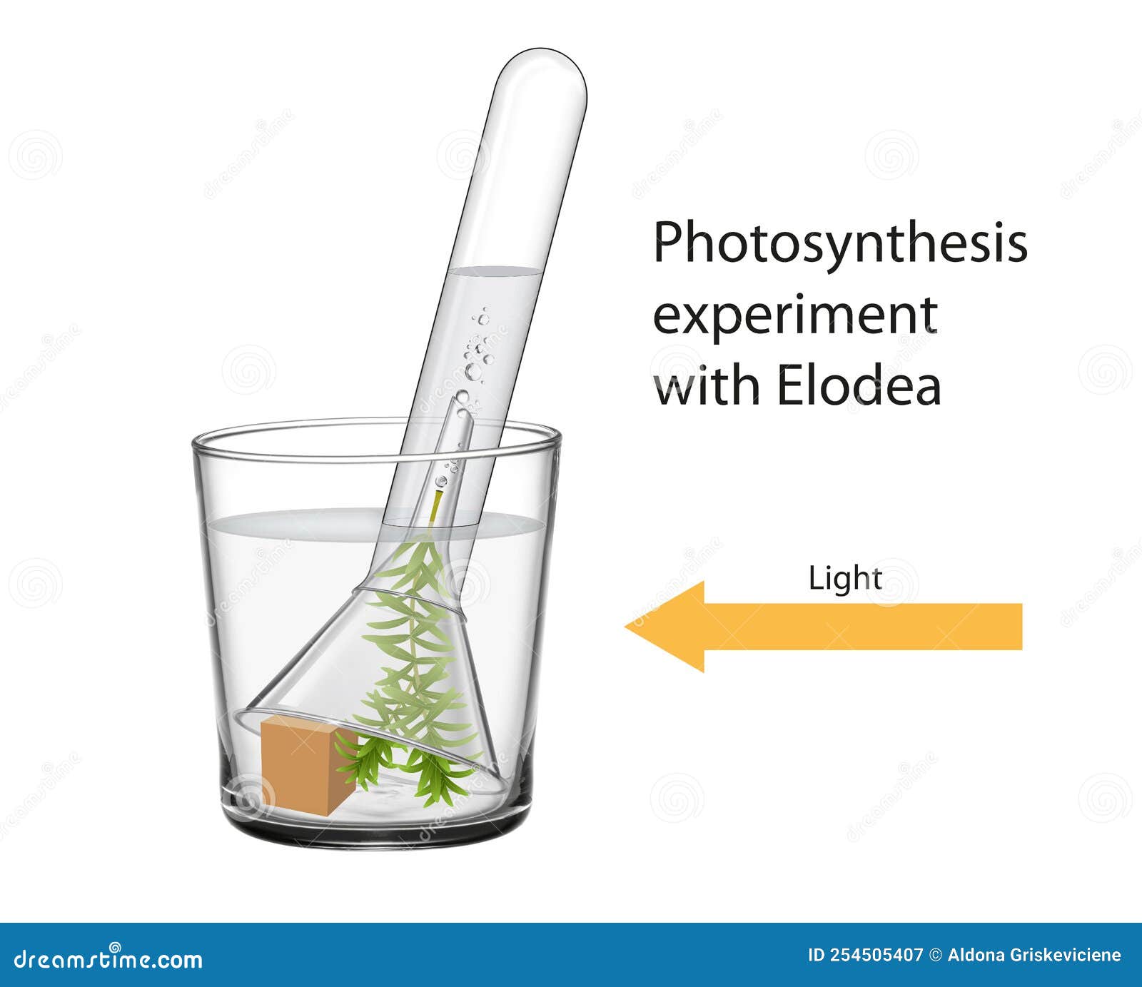 Photosynthesis Experiment photosynthesis-experiment