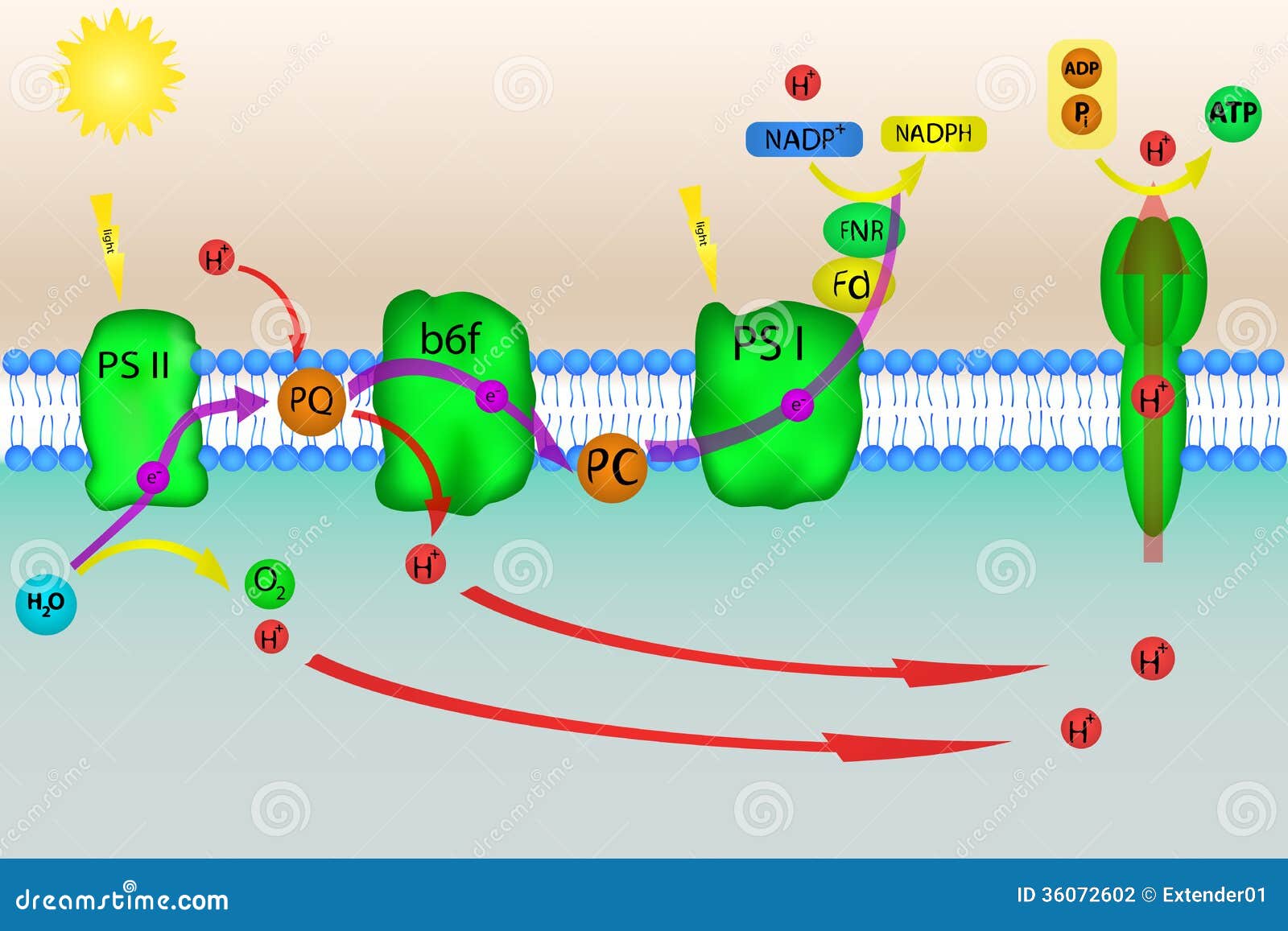 download direct microbial conversion of biomass to